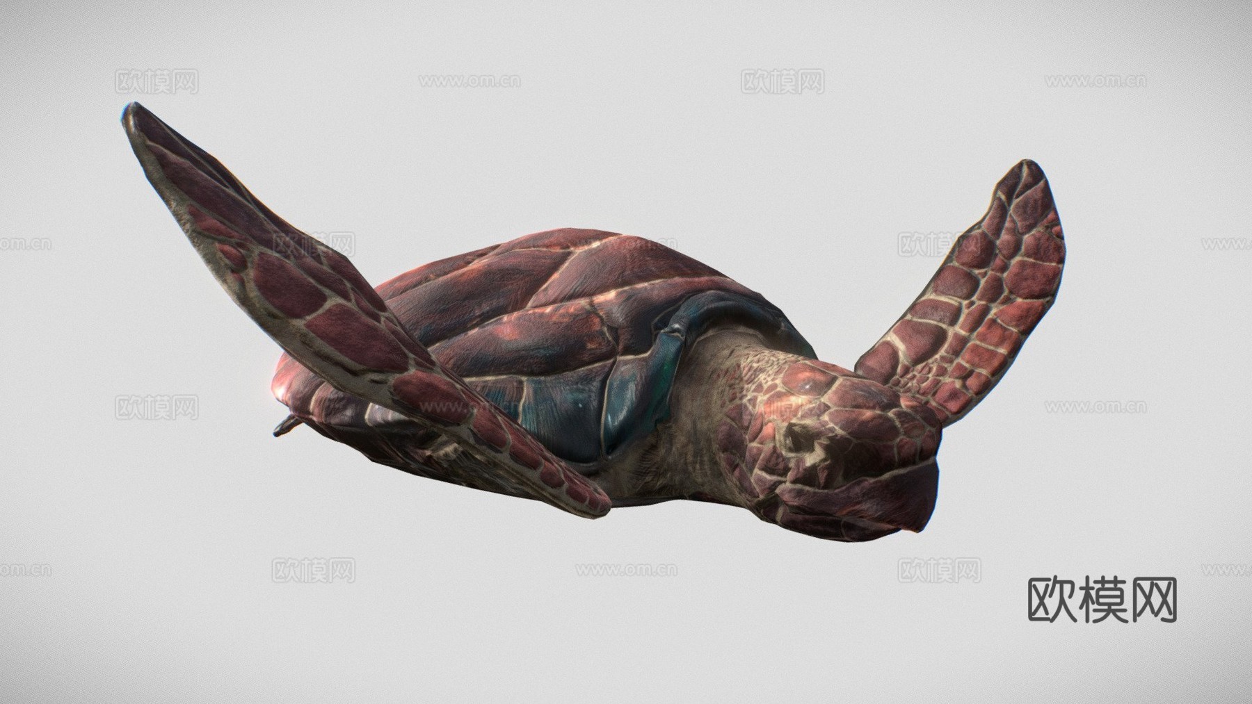 海龟3d模型下载（渲染图1）