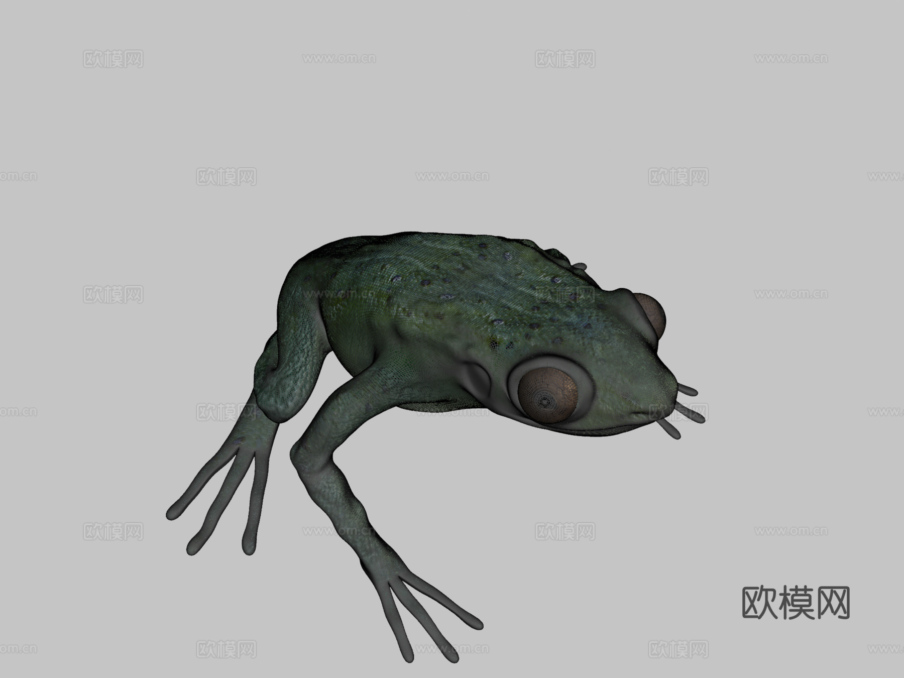 青蛙基础模型3d模型下载（渲染图2）