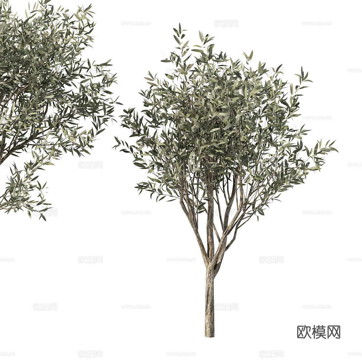 橄榄树3d模型下载（渲染图4）