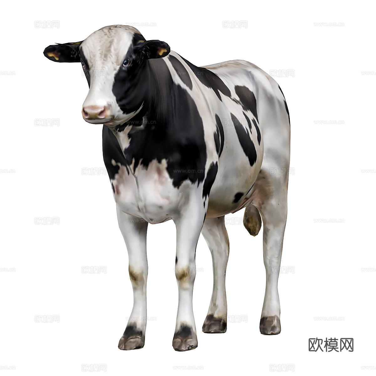 奶牛3d模型下载（渲染图2）