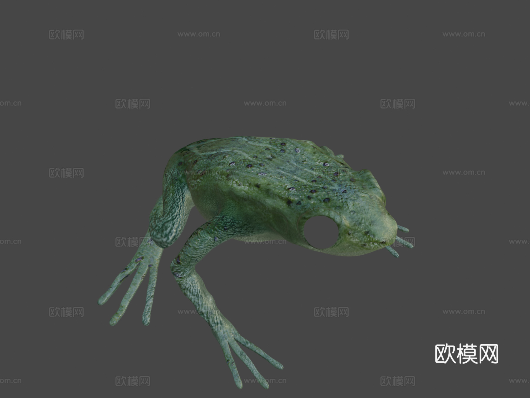 青蛙基础模型3d模型下载（渲染图8）