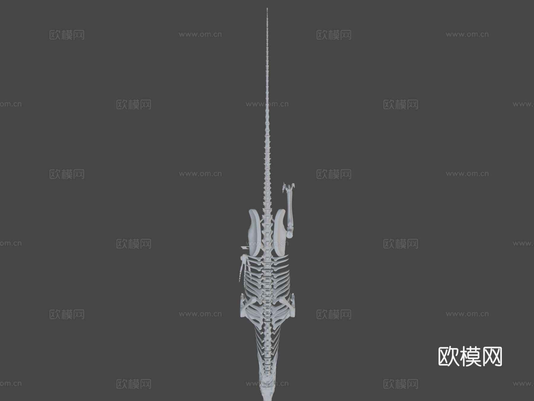 完整异特龙骨架3d模型下载（渲染图6）