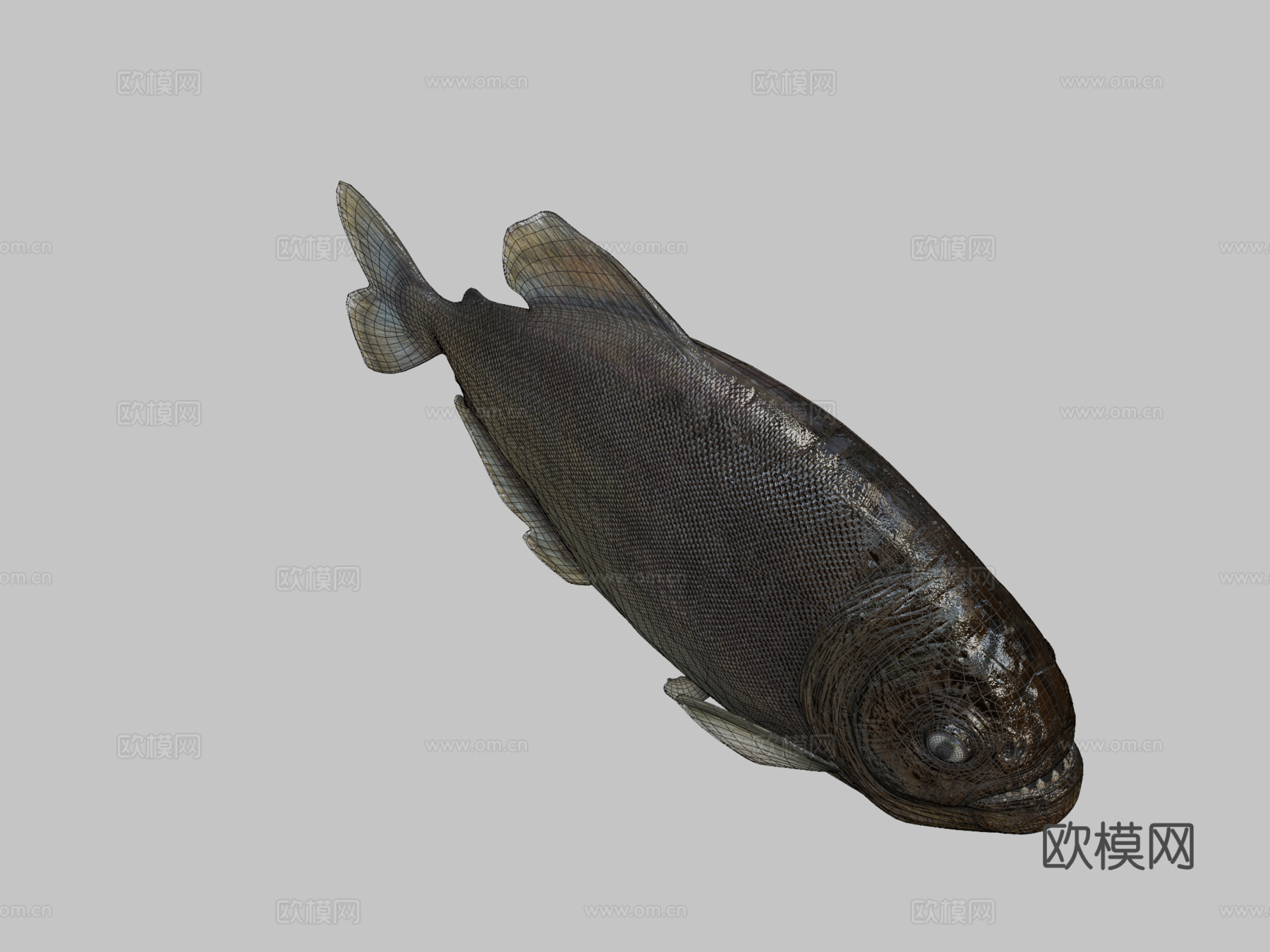 食人鱼3d模型下载（渲染图2）