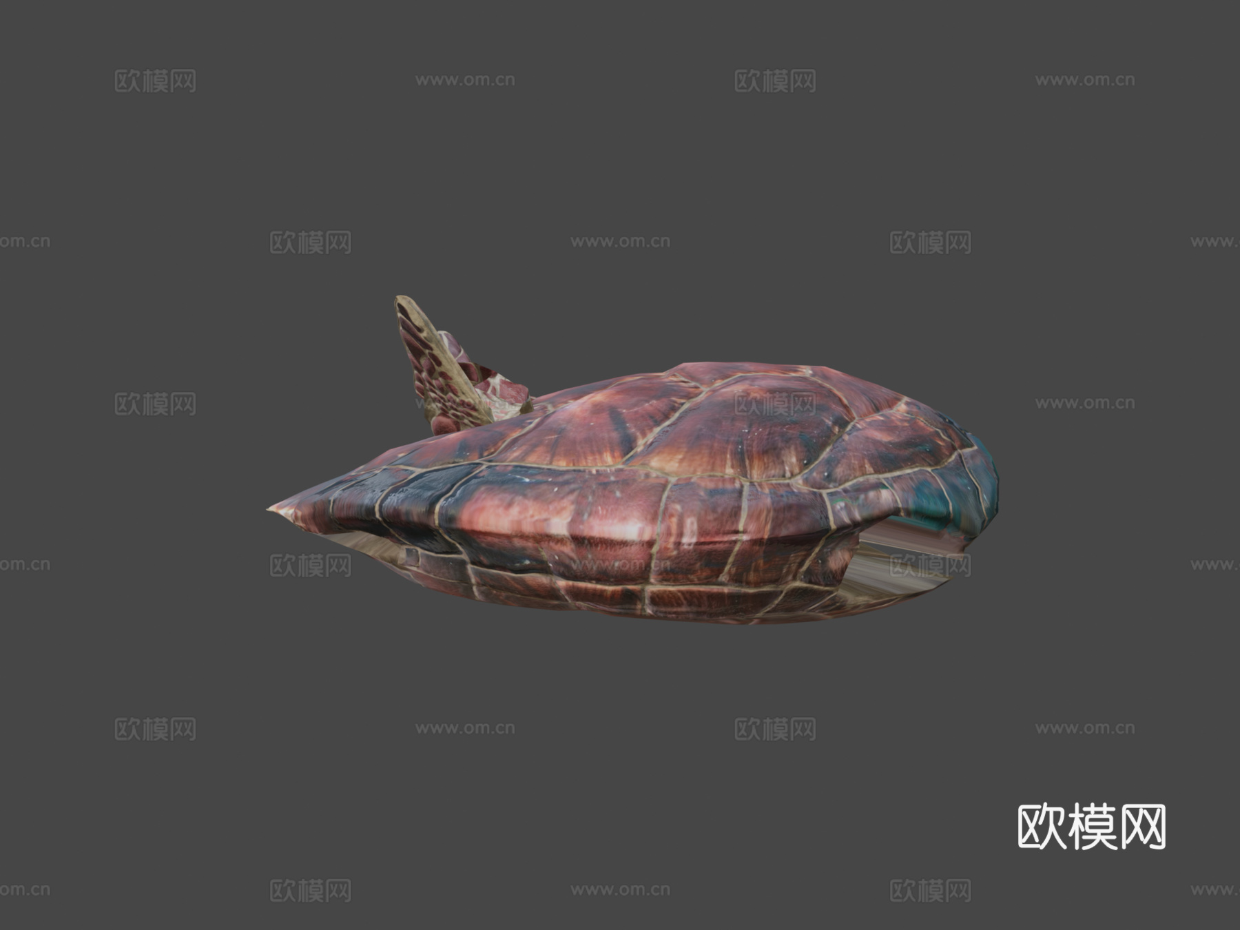 海龟3d模型下载（渲染图6）