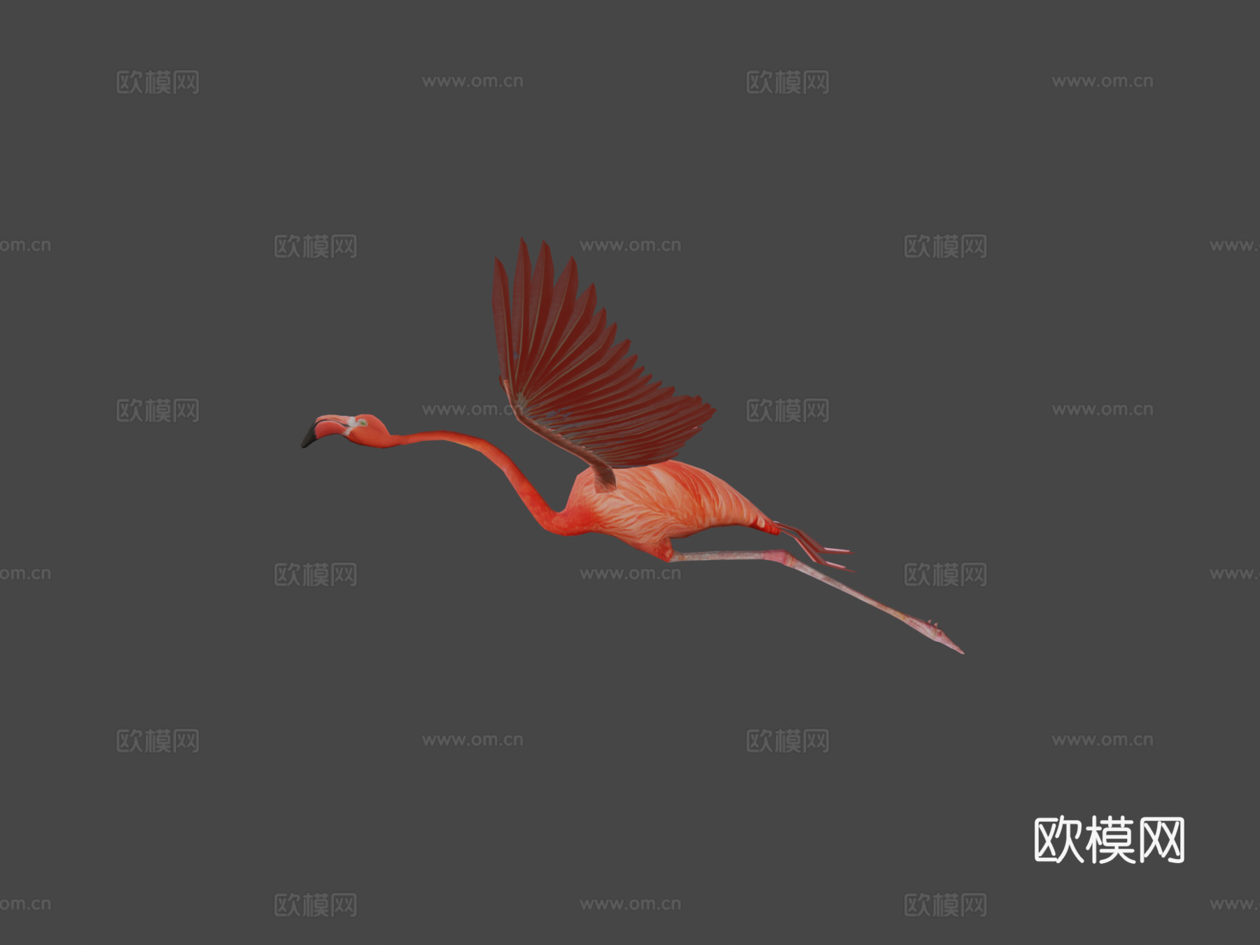 火烈鸟飞翔3d模型下载（渲染图6）