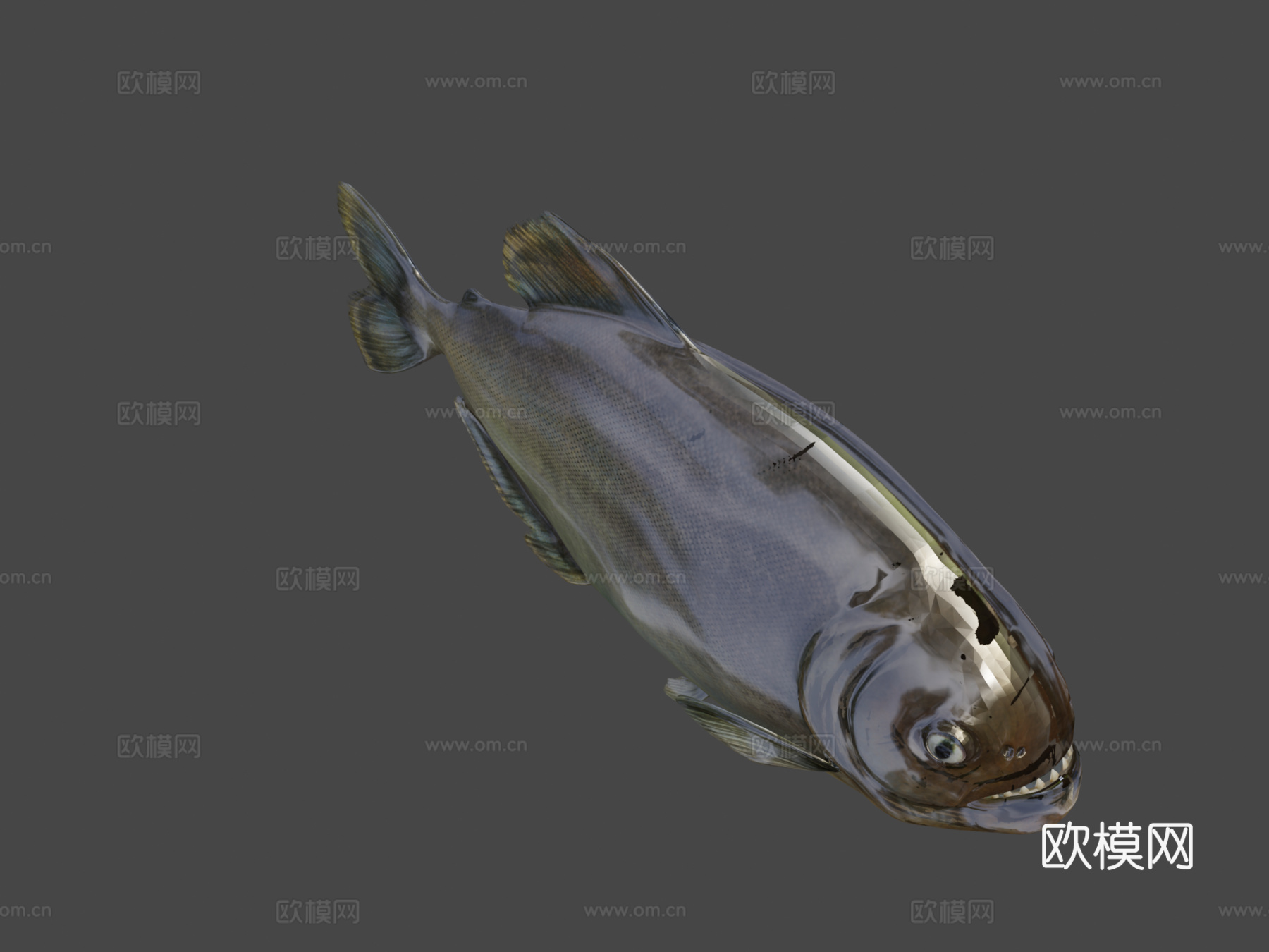 食人鱼3d模型下载（渲染图7）