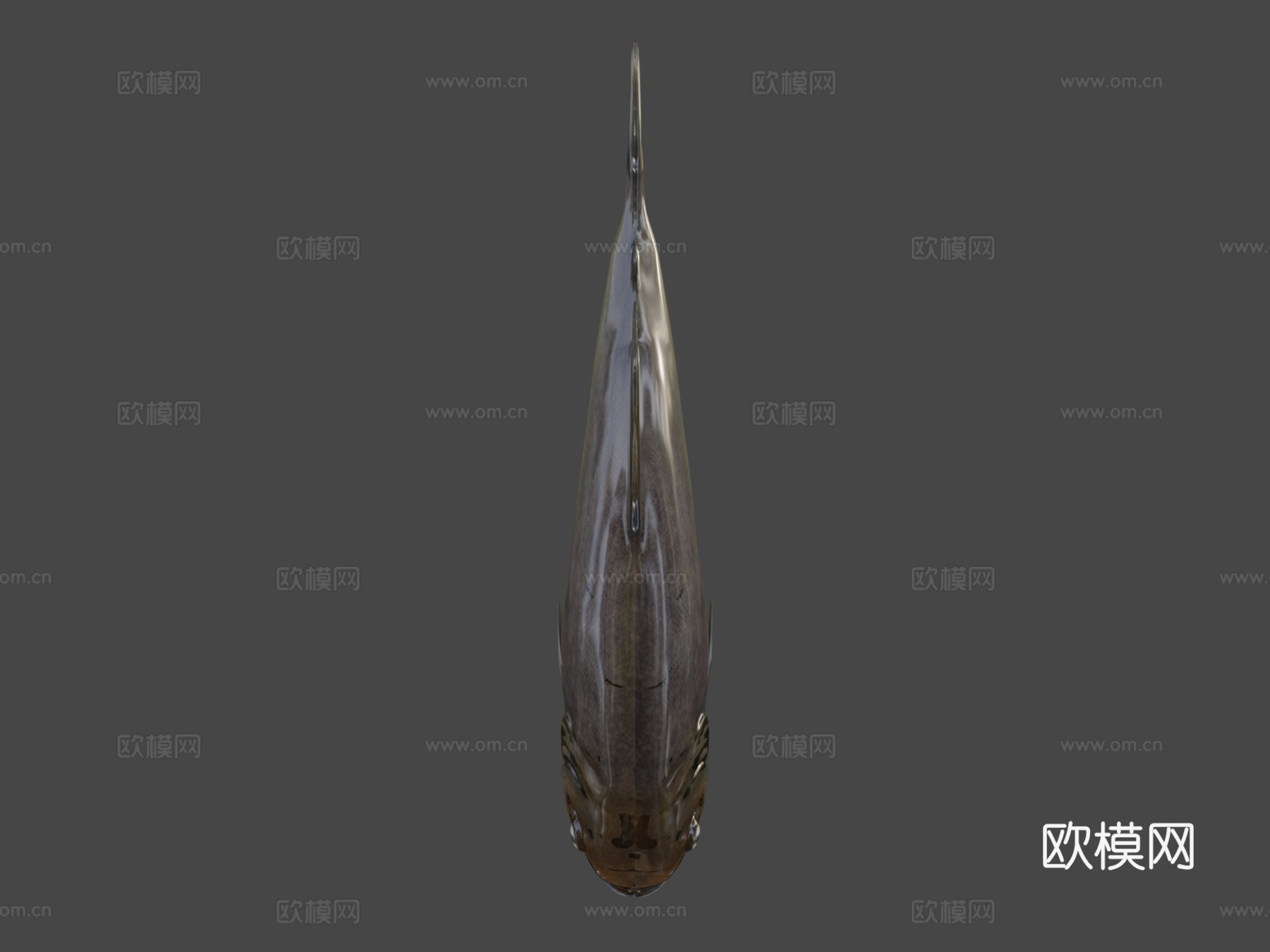 食人鱼3d模型下载（渲染图6）