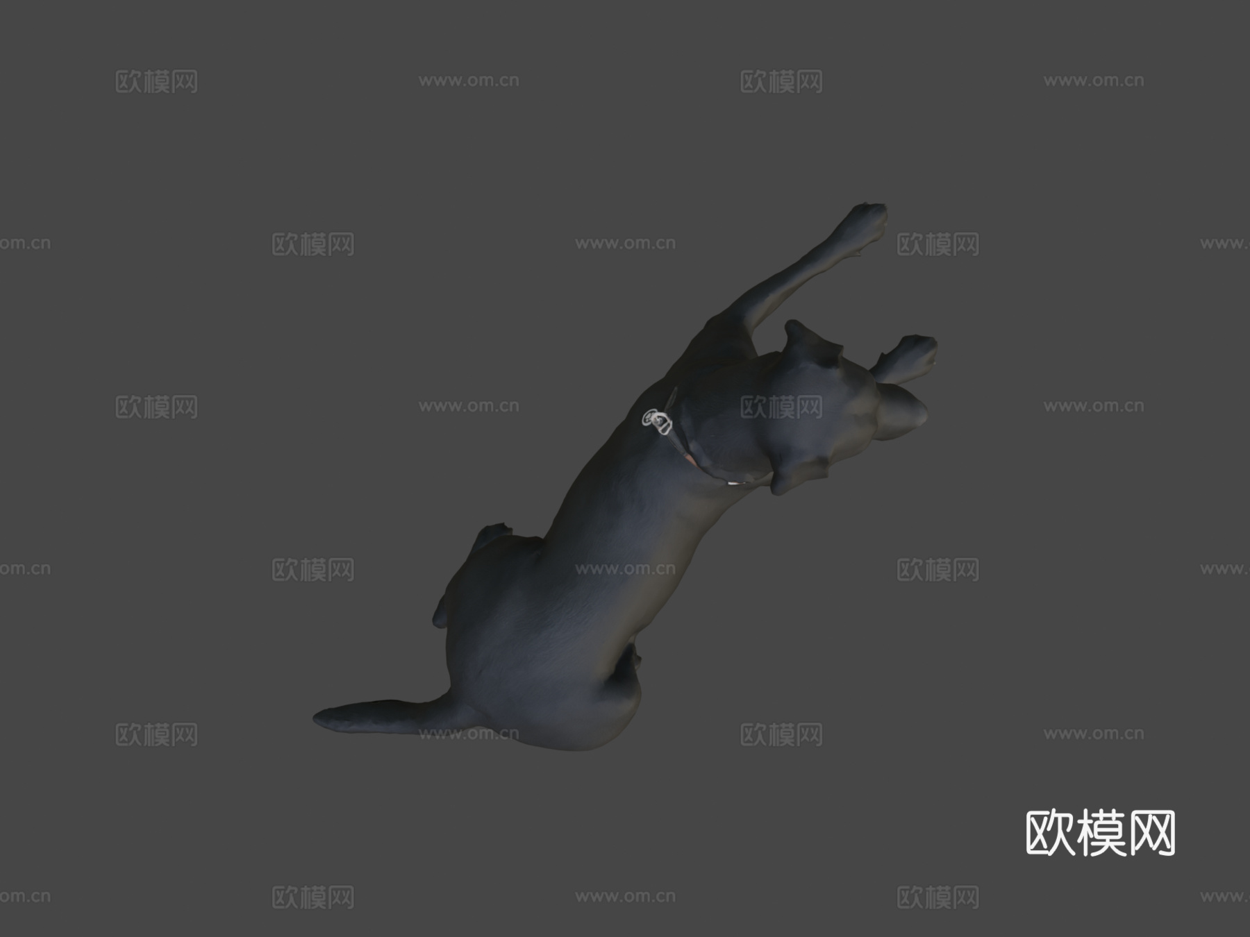 狗狗A-56-拉布拉多3d模型下载（渲染图5）