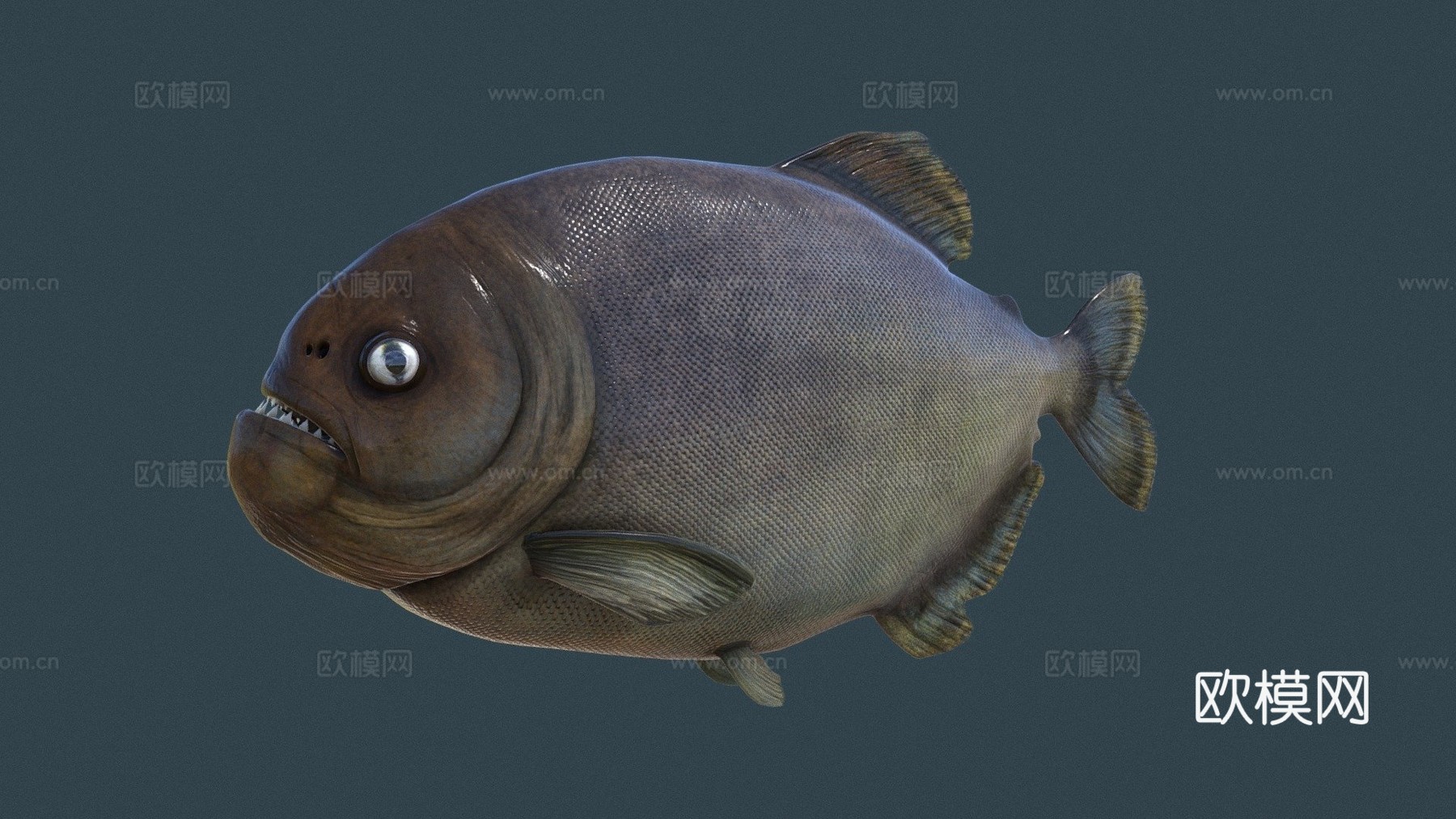 食人鱼3d模型下载（渲染图1）