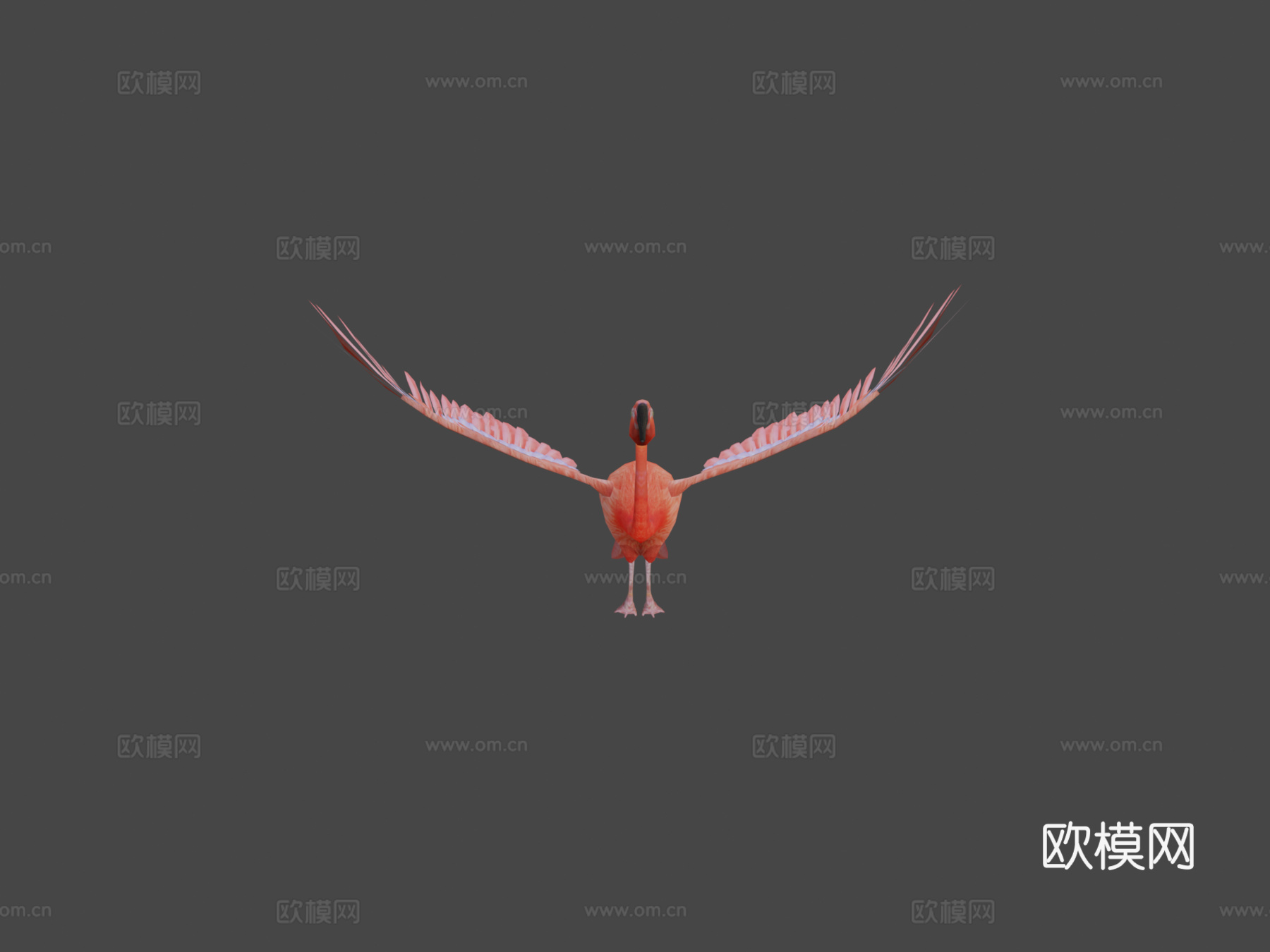 火烈鸟飞翔3d模型下载（渲染图5）