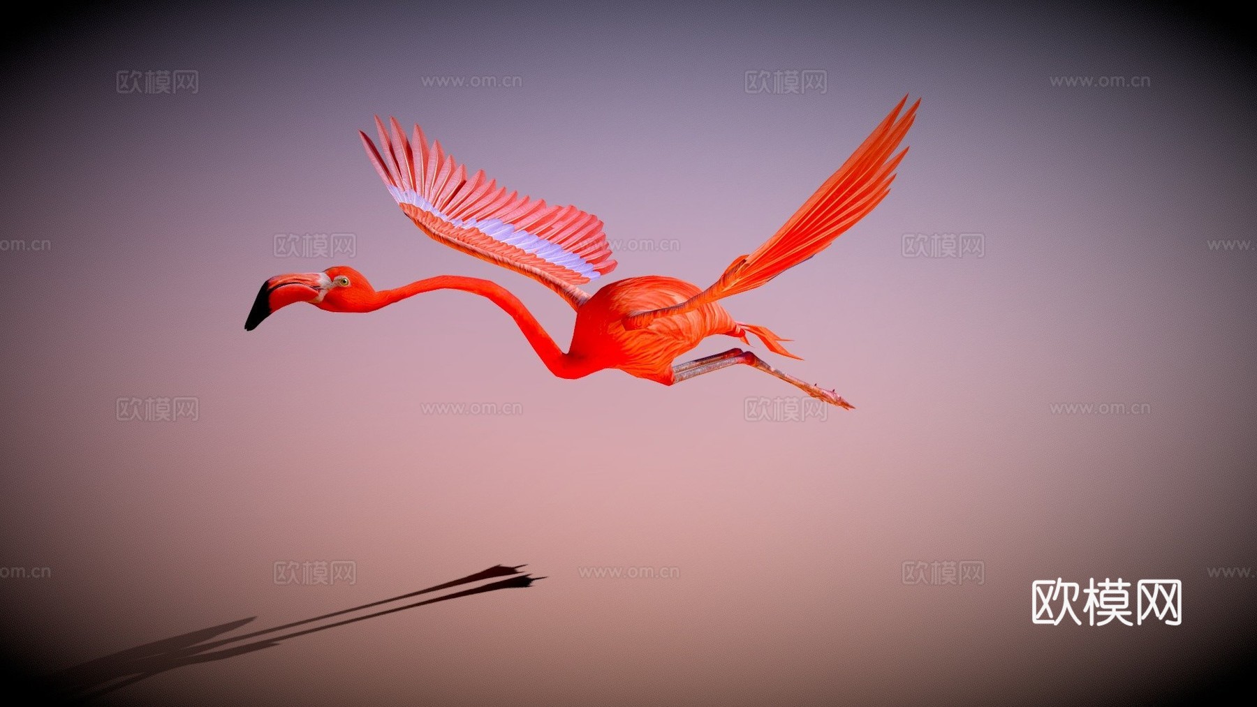 火烈鸟飞翔3d模型下载（渲染图1）