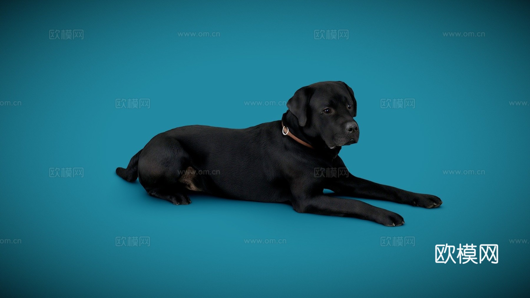 狗狗A-56-拉布拉多3d模型下载（渲染图1）