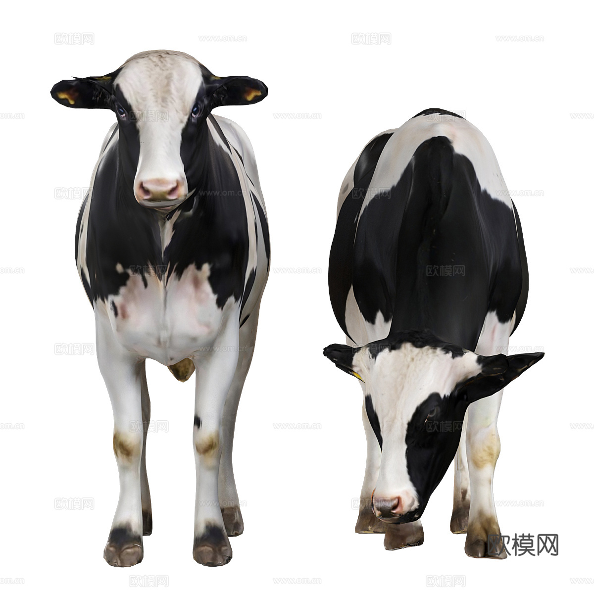 奶牛3d模型下载（渲染图4）