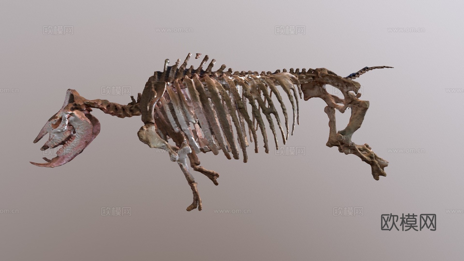 古代犀牛化石3d模型下载（渲染图1）