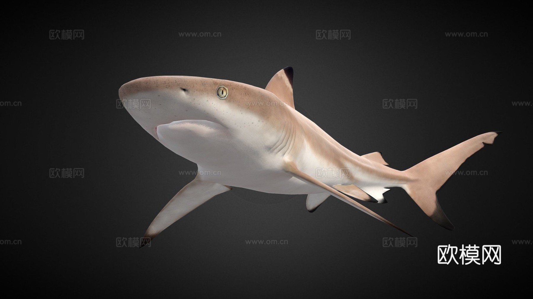 礁鲨3d模型下载（渲染图1）