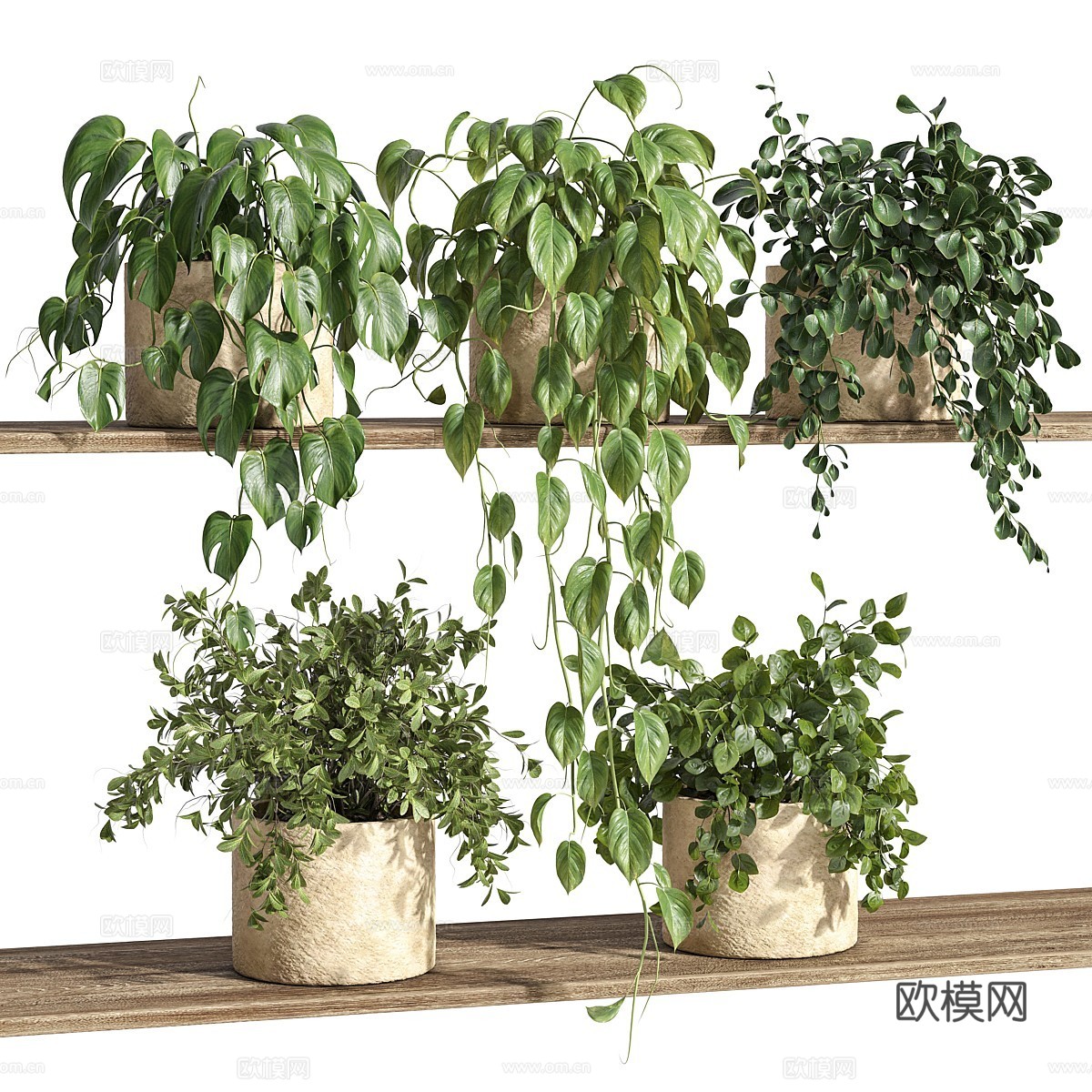 现代货架上的植物3d模型下载（渲染图2）