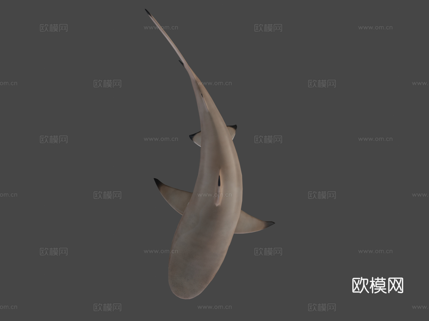 礁鲨3d模型下载（渲染图8）