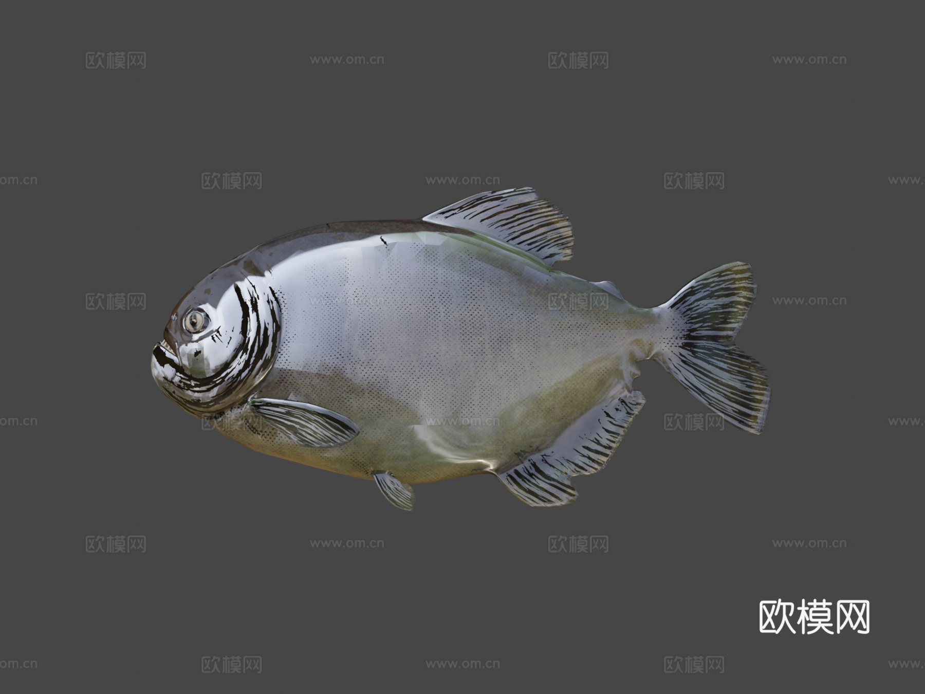 食人鱼3d模型下载（渲染图8）