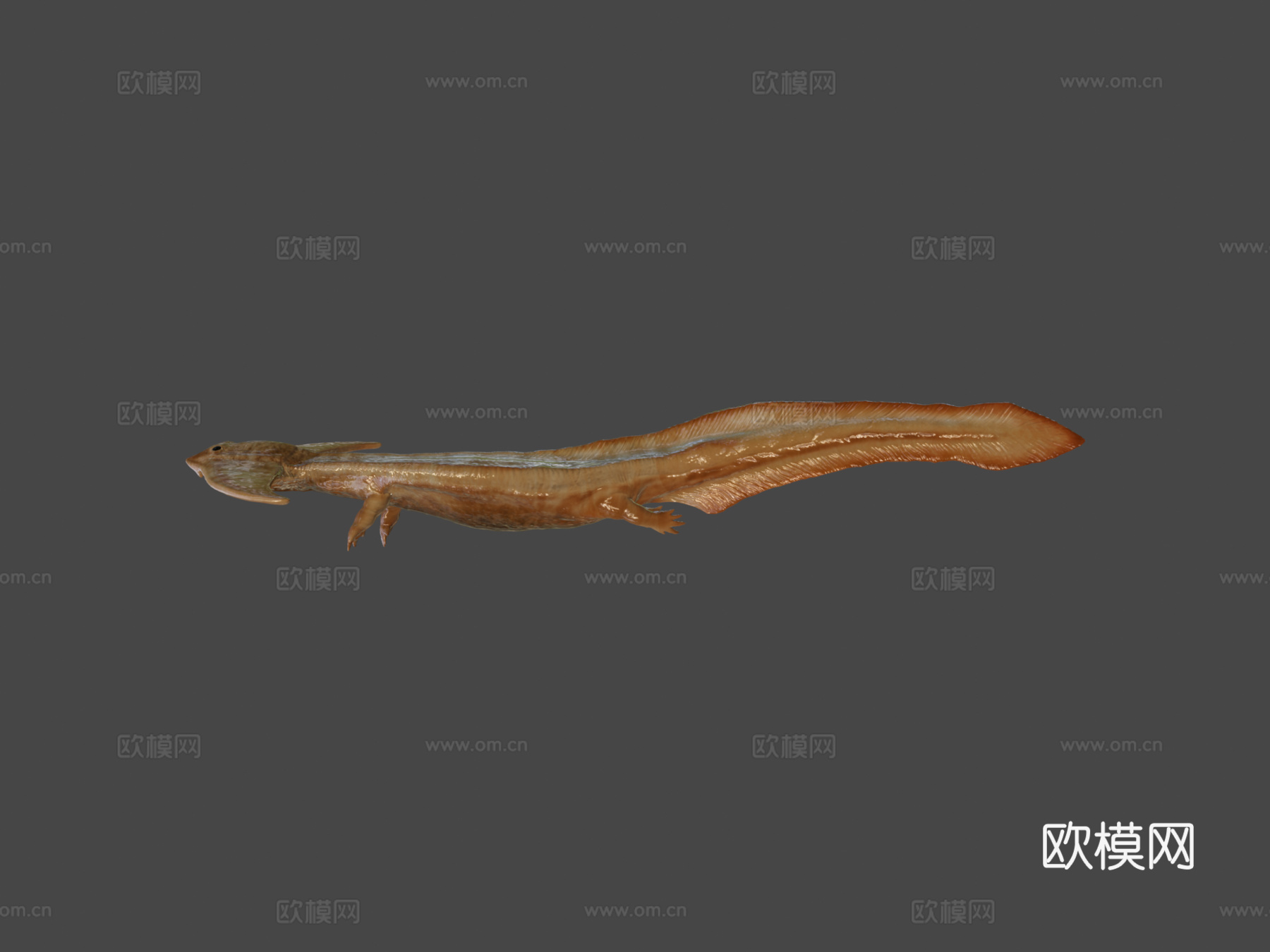 笠头螈3d模型下载（渲染图6）