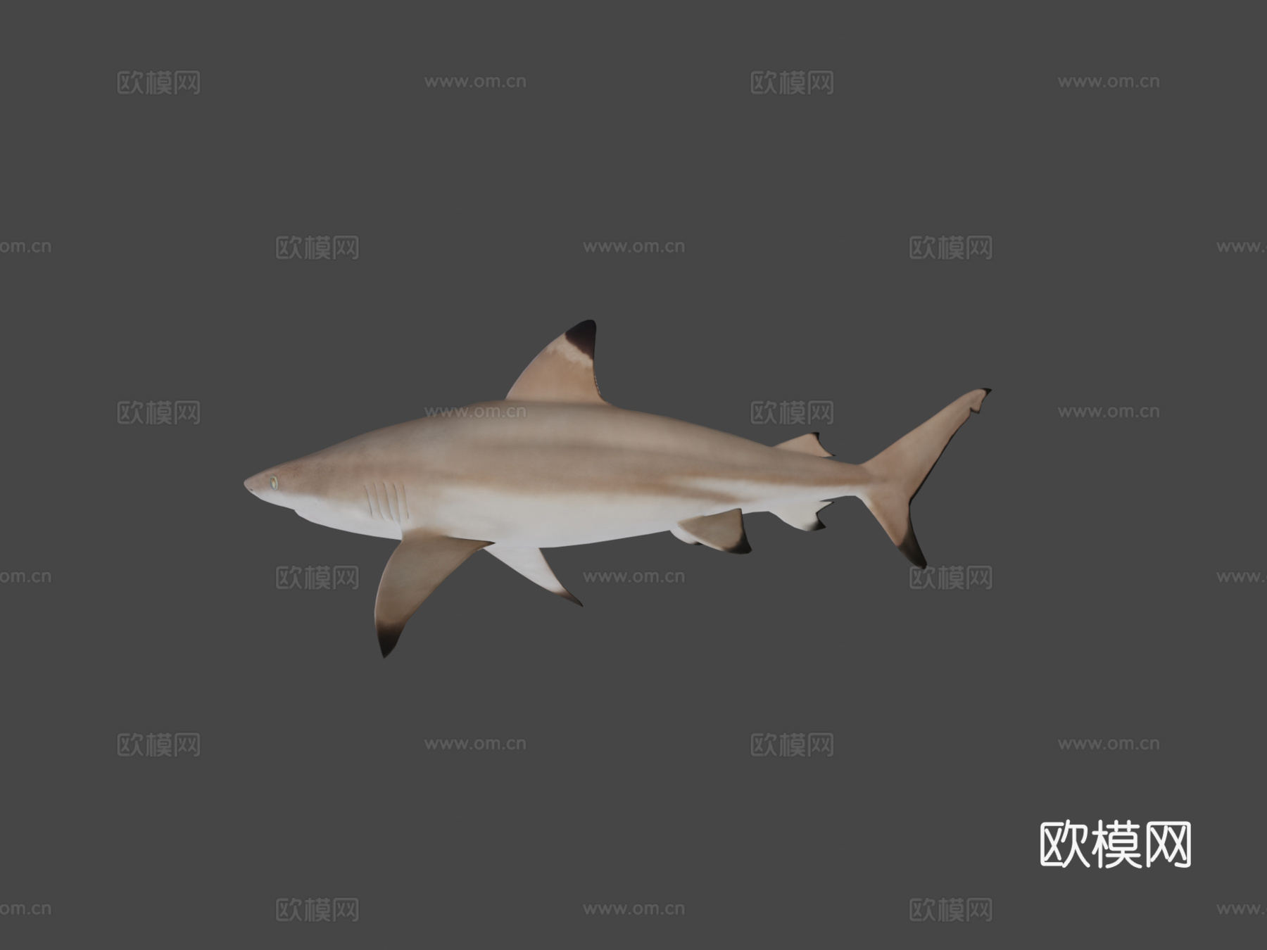 礁鲨3d模型下载（渲染图6）