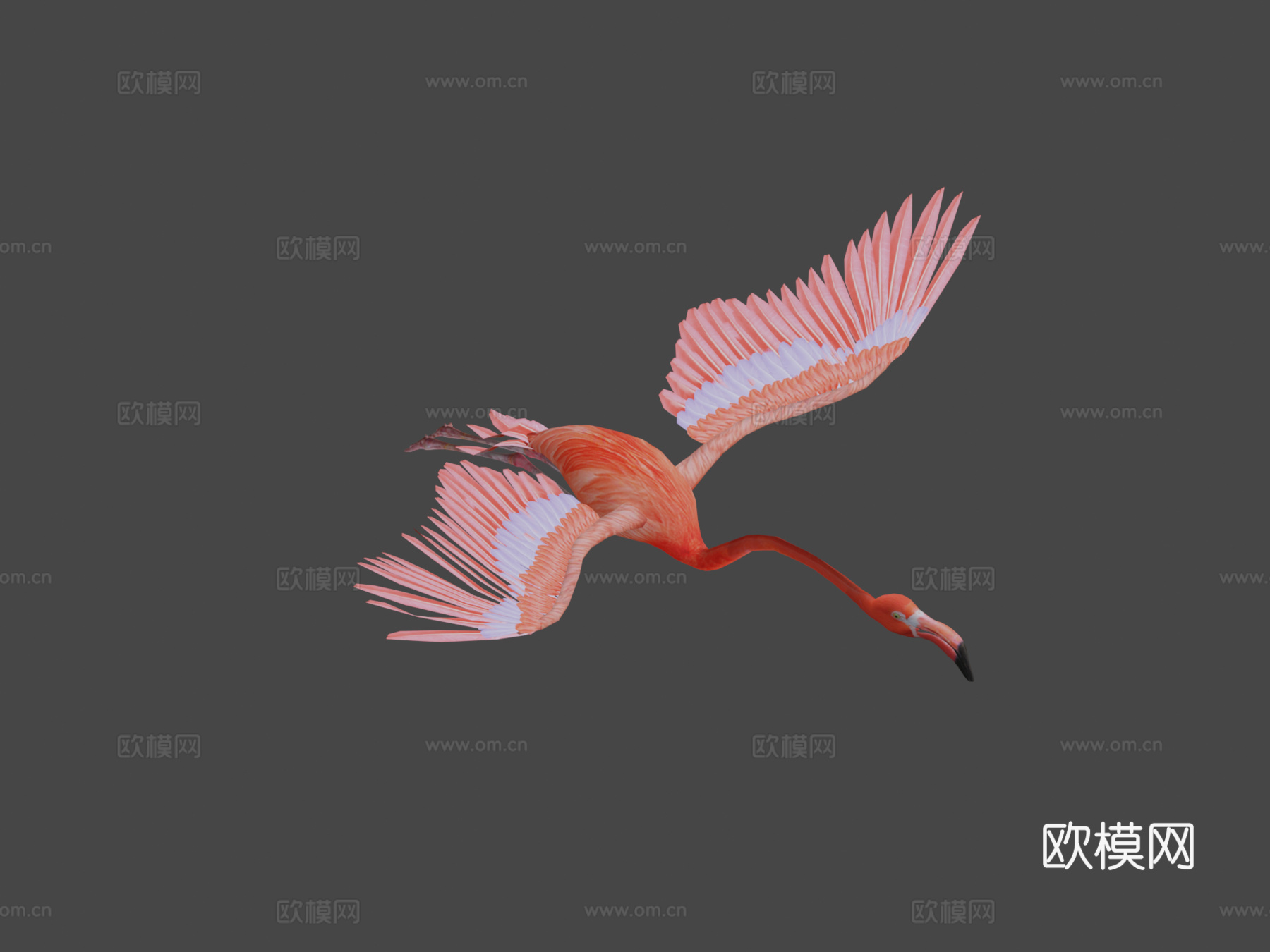 火烈鸟飞翔3d模型下载（渲染图7）