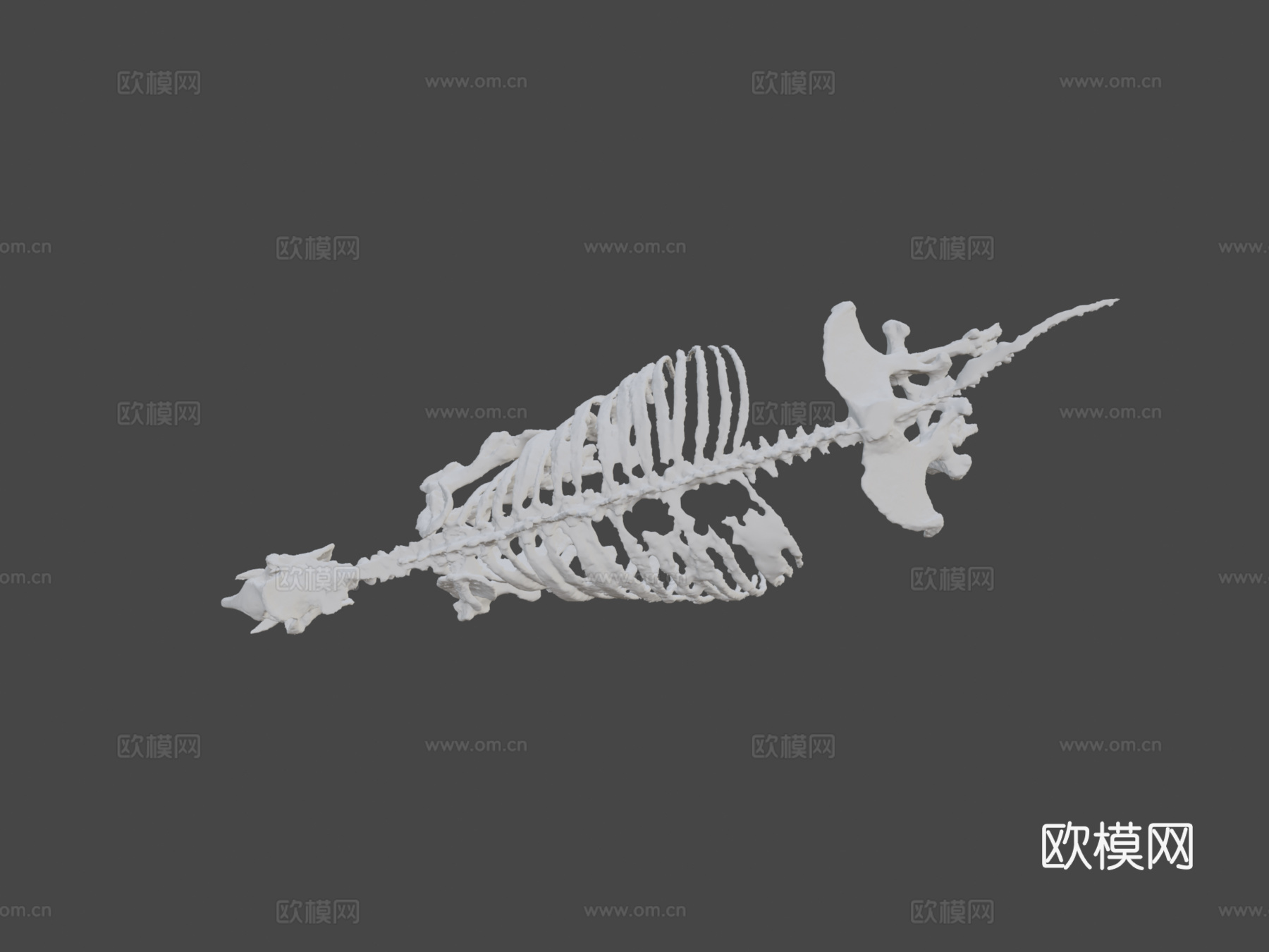 古代犀牛化石3d模型下载（渲染图6）