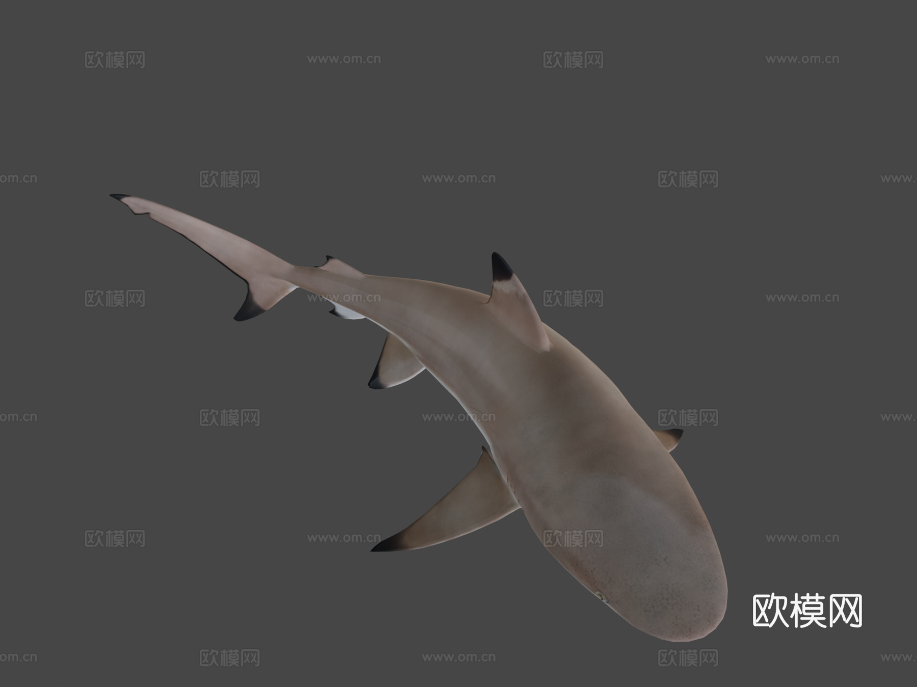 礁鲨3d模型下载（渲染图7）