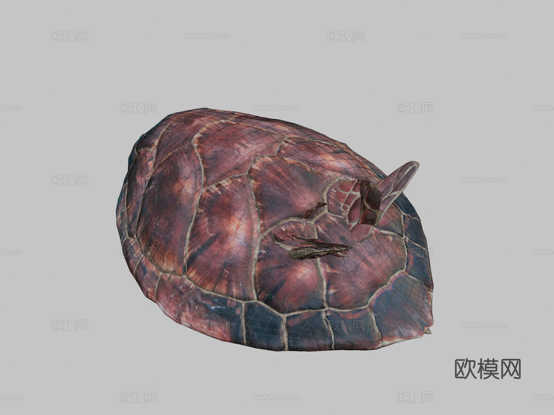 海龟3d模型下载（渲染图2）