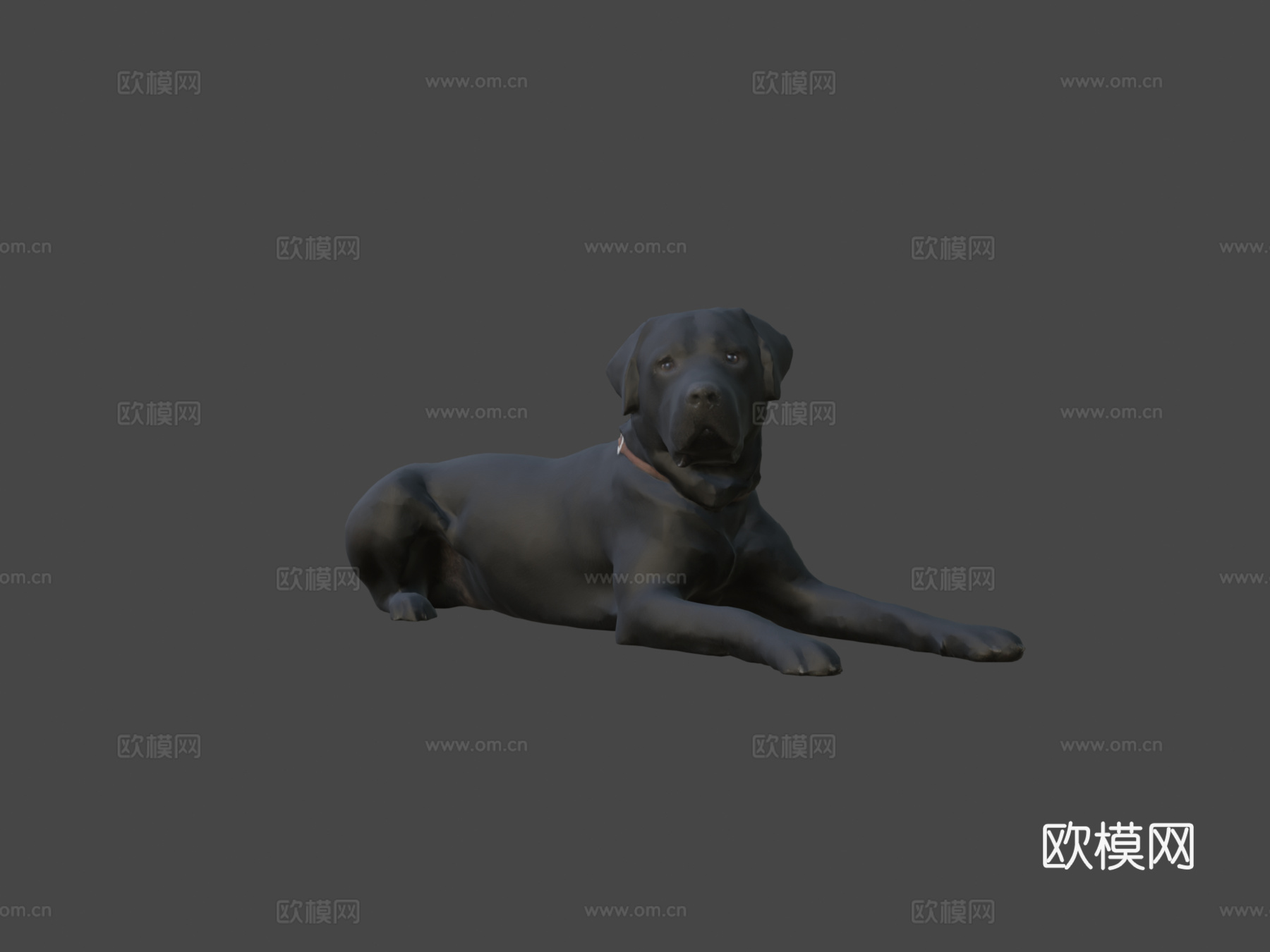 狗狗A-56-拉布拉多3d模型下载（渲染图6）