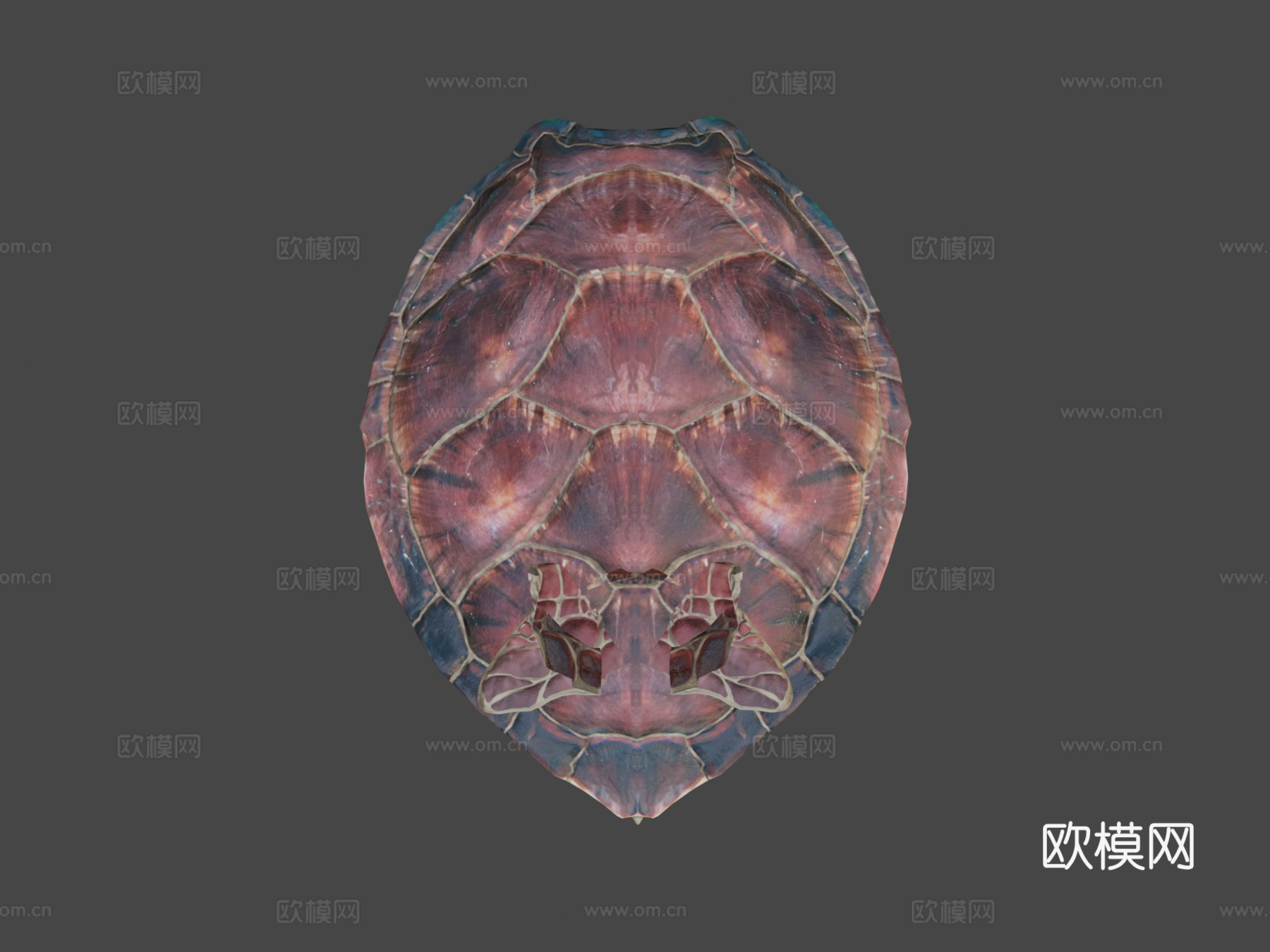 海龟3d模型下载（渲染图7）