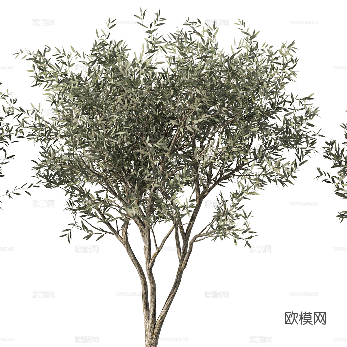 橄榄树3d模型下载（渲染图2）
