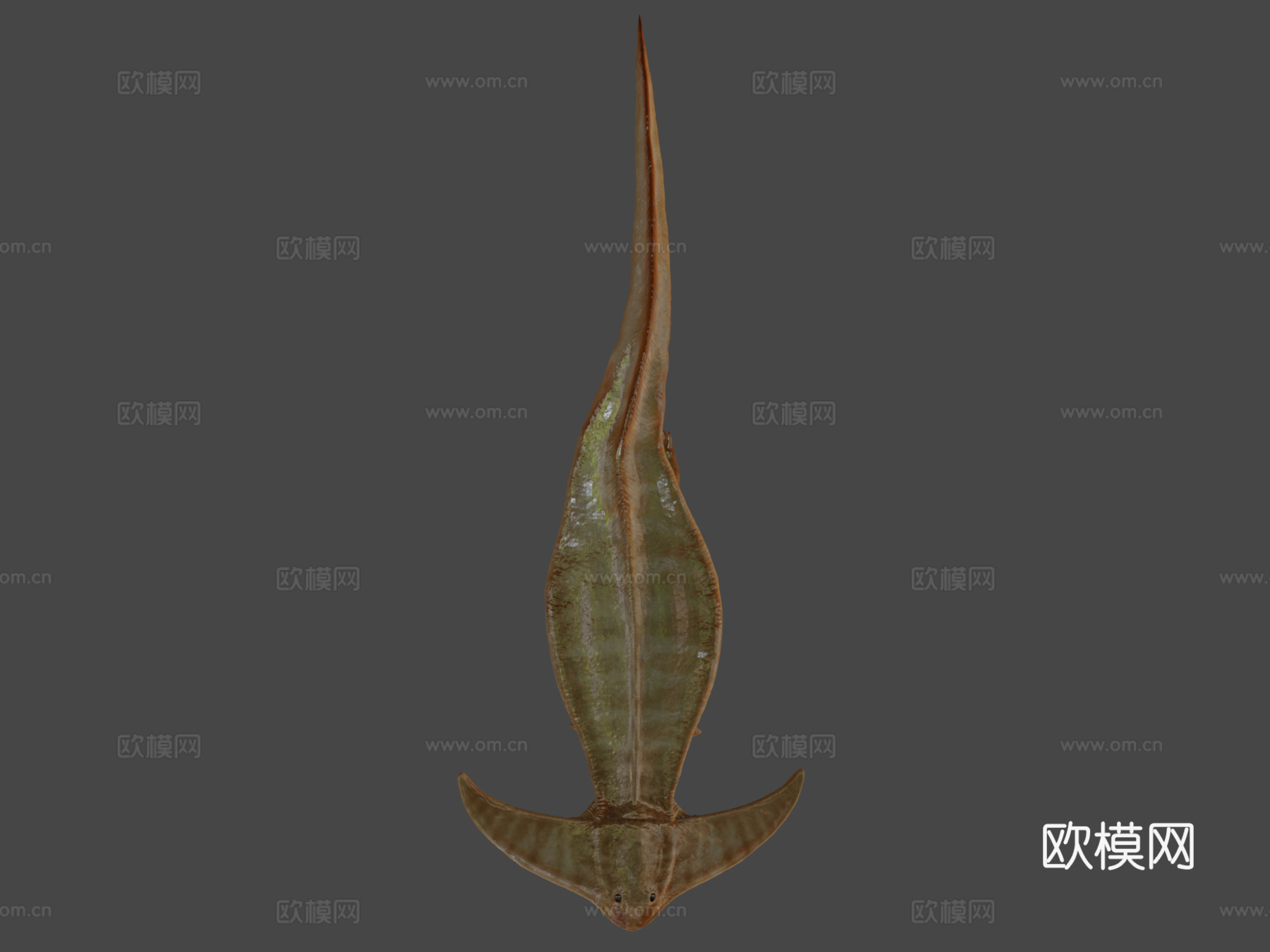 笠头螈3d模型下载（渲染图8）