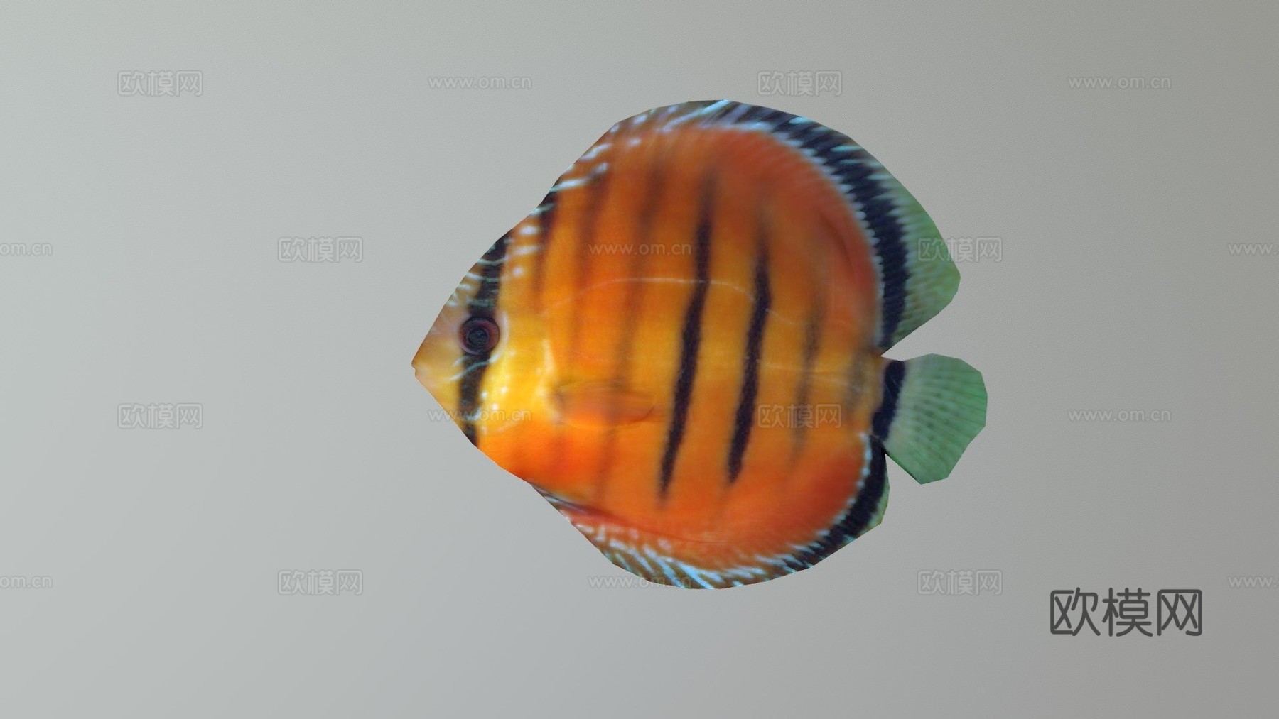 七彩神仙鱼动画3d模型下载（渲染图1）