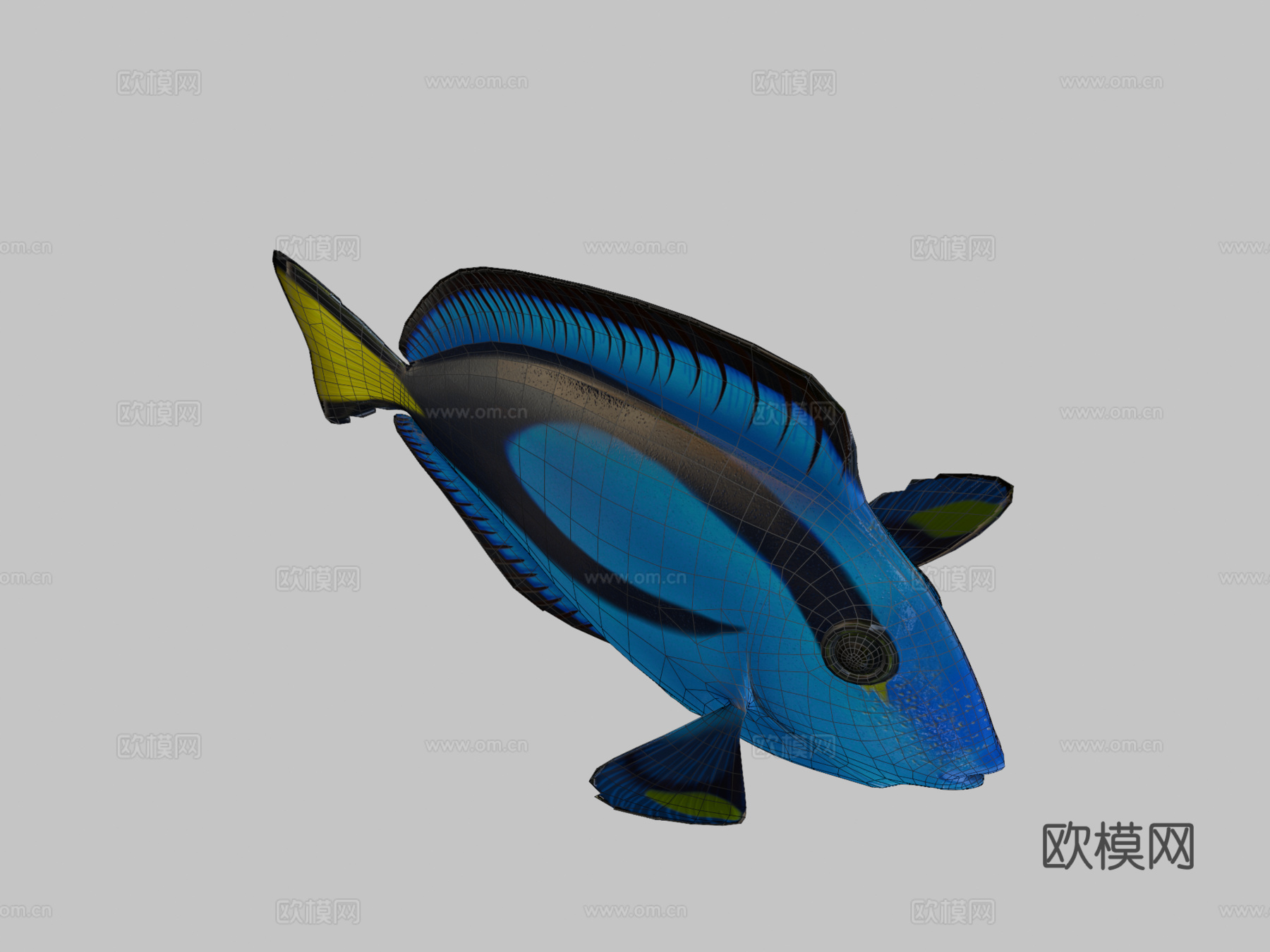 拟刺尾鲷骨骼绑定3d模型下载（渲染图2）