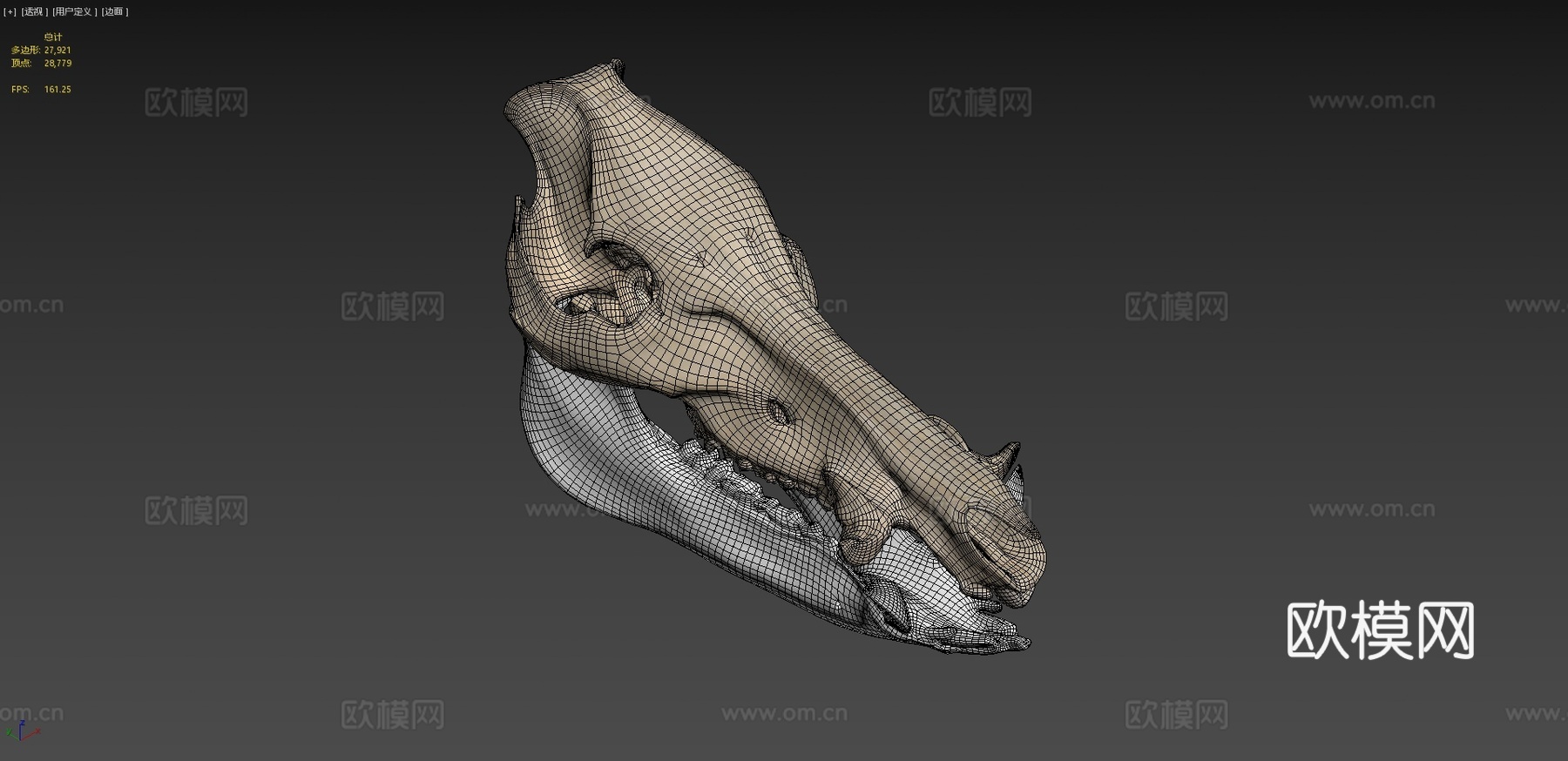 野猪头骨3d模型下载（渲染图4）