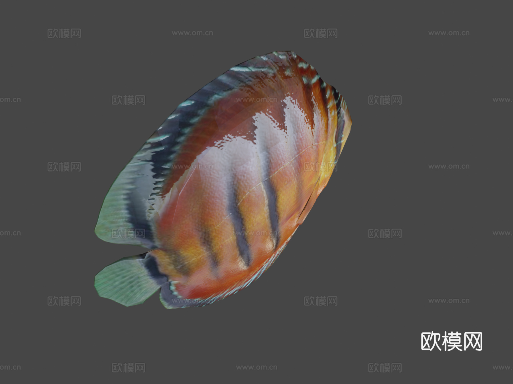七彩神仙鱼动画3d模型下载（渲染图7）