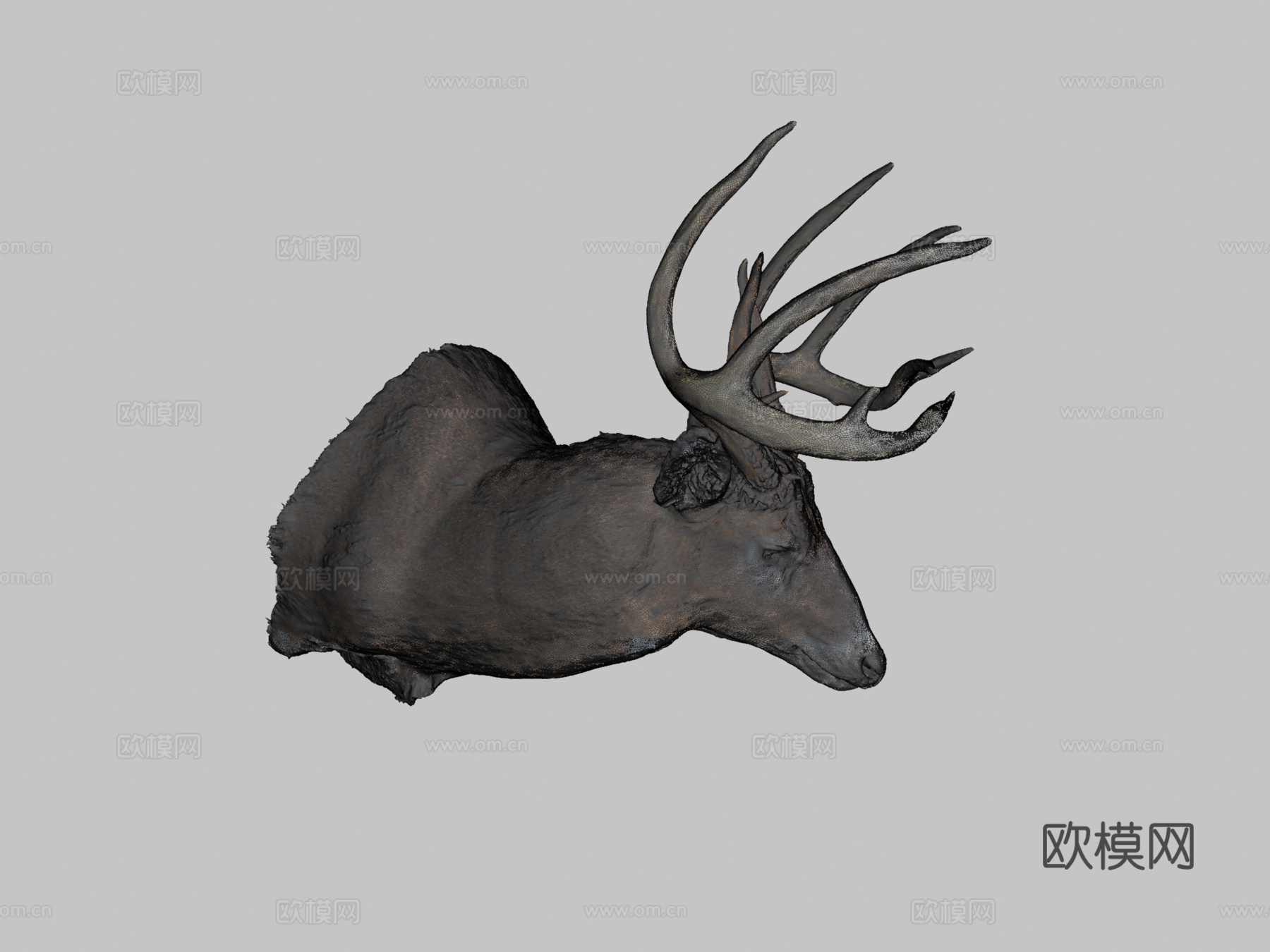 Leonard Dunalp制作的鹿标本3d模型3d模型下载（渲染图2）