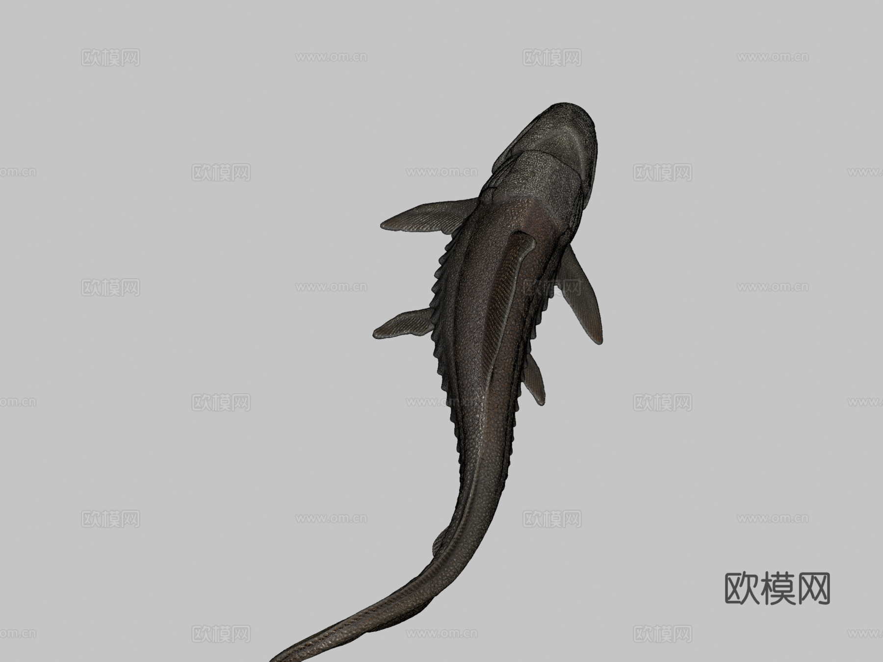 邓氏鱼3d模型下载（渲染图2）