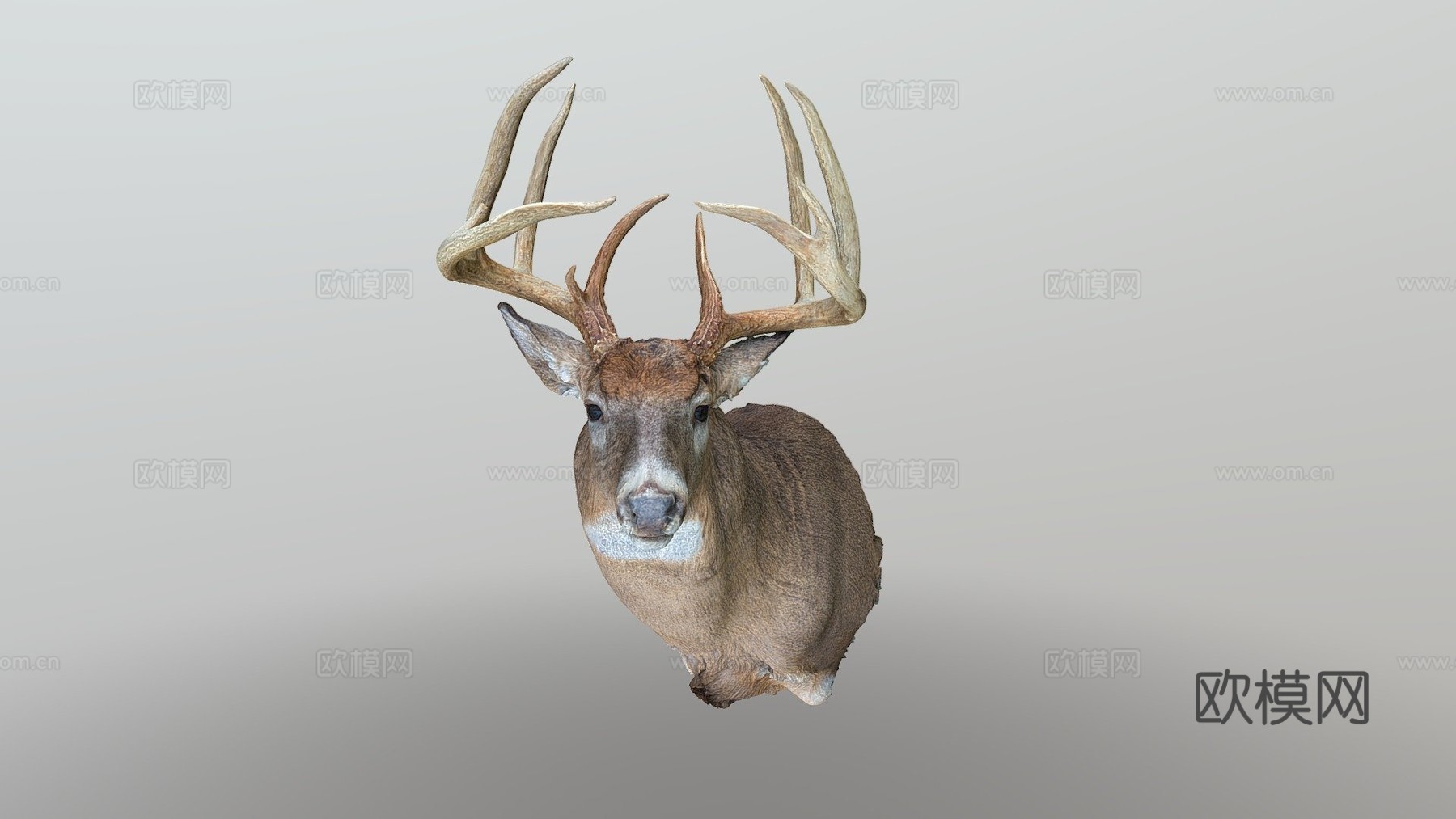 Leonard Dunalp制作的鹿标本3d模型3d模型下载（渲染图1）