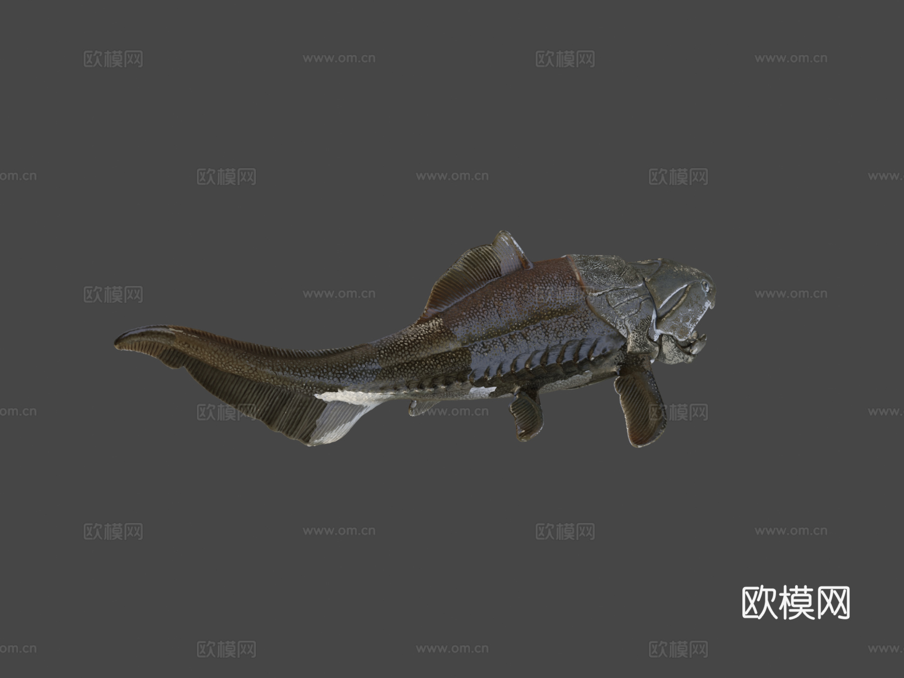 邓氏鱼3d模型下载（渲染图6）