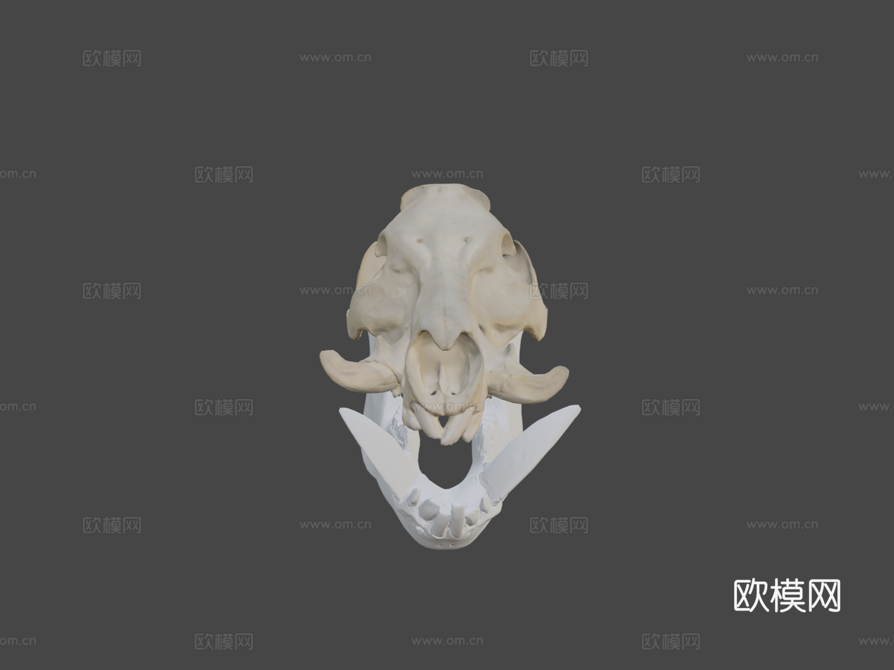 野猪头骨3d模型下载（渲染图5）