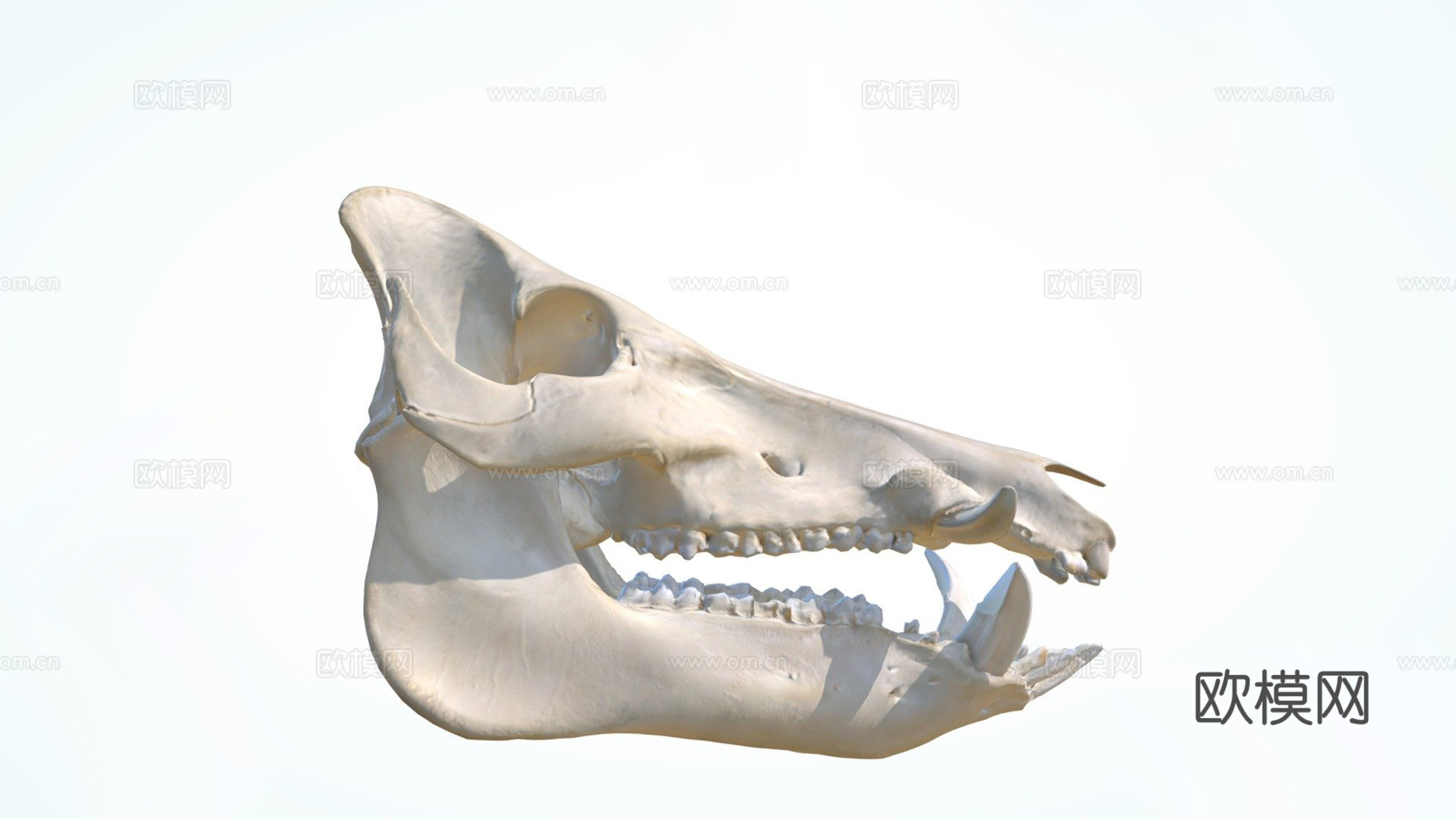 野猪头骨3d模型下载（渲染图1）