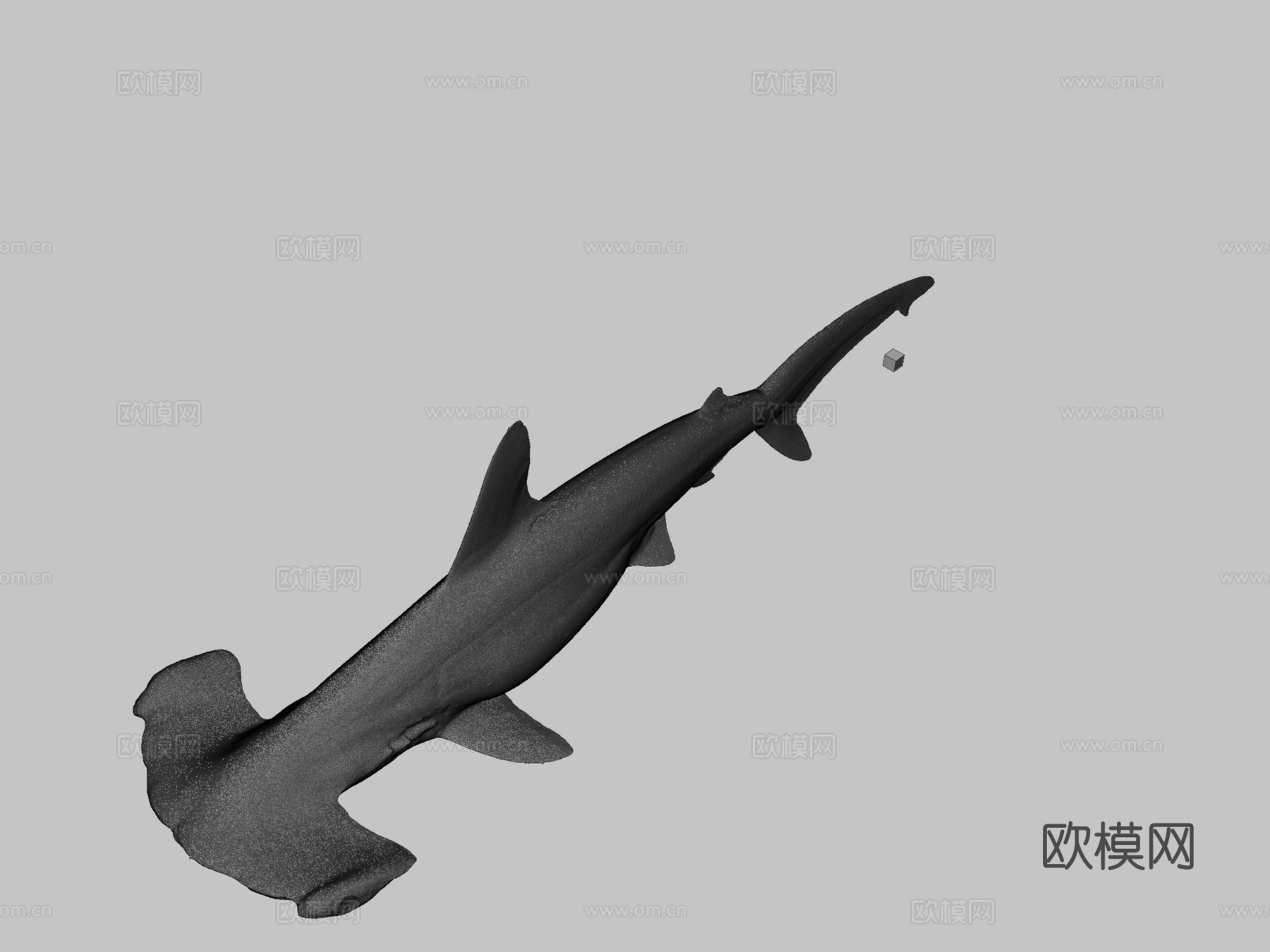 CC0 扇形锤头鲨 ? ♀3d模型下载（渲染图3）