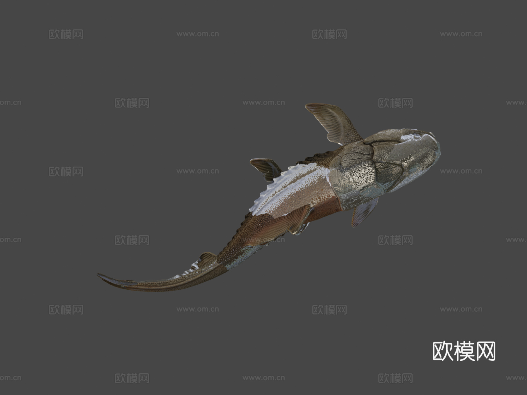 邓氏鱼3d模型下载（渲染图7）