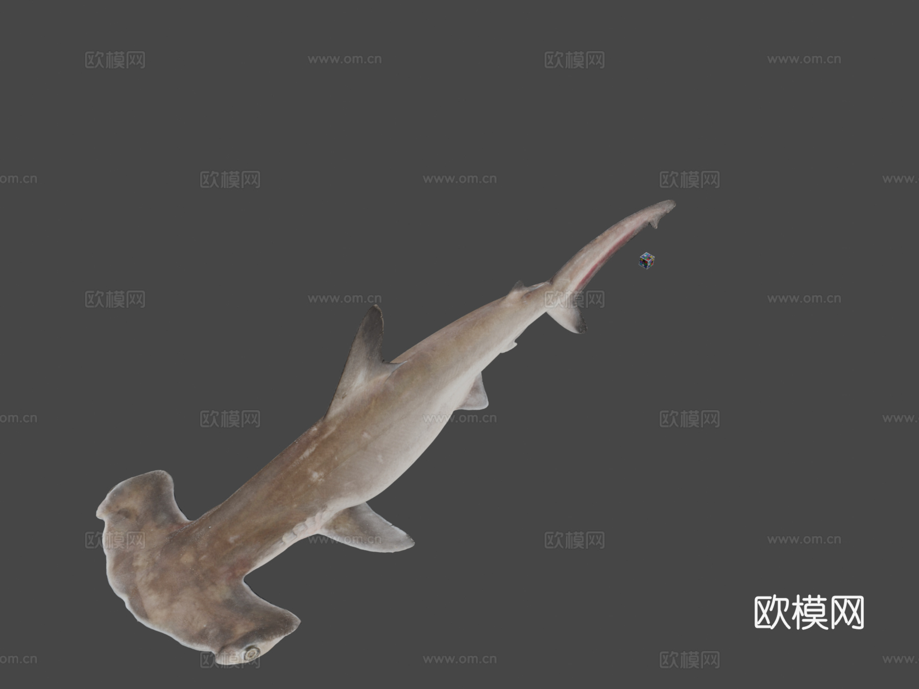 CC0 扇形锤头鲨 ? ♀3d模型下载（渲染图1）