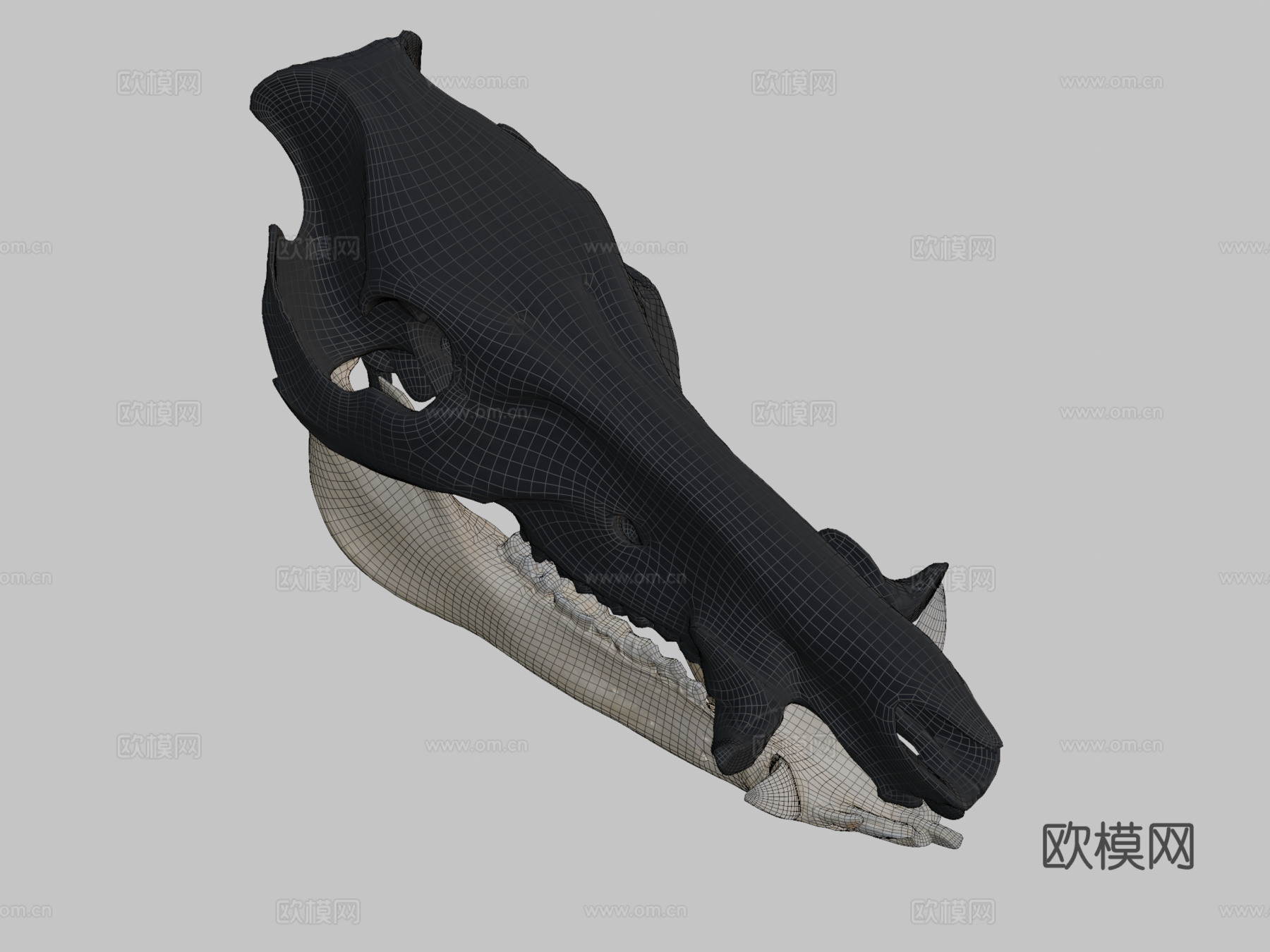 野猪头骨3d模型下载（渲染图2）