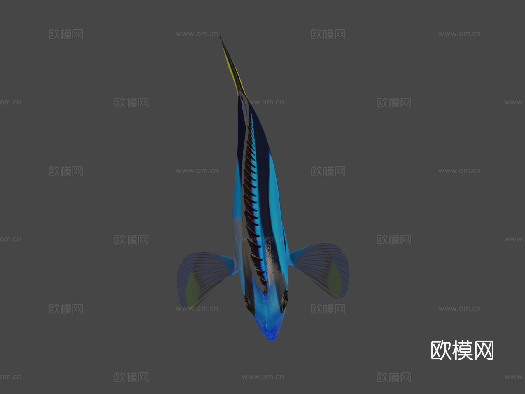 拟刺尾鲷骨骼绑定3d模型下载（渲染图5）