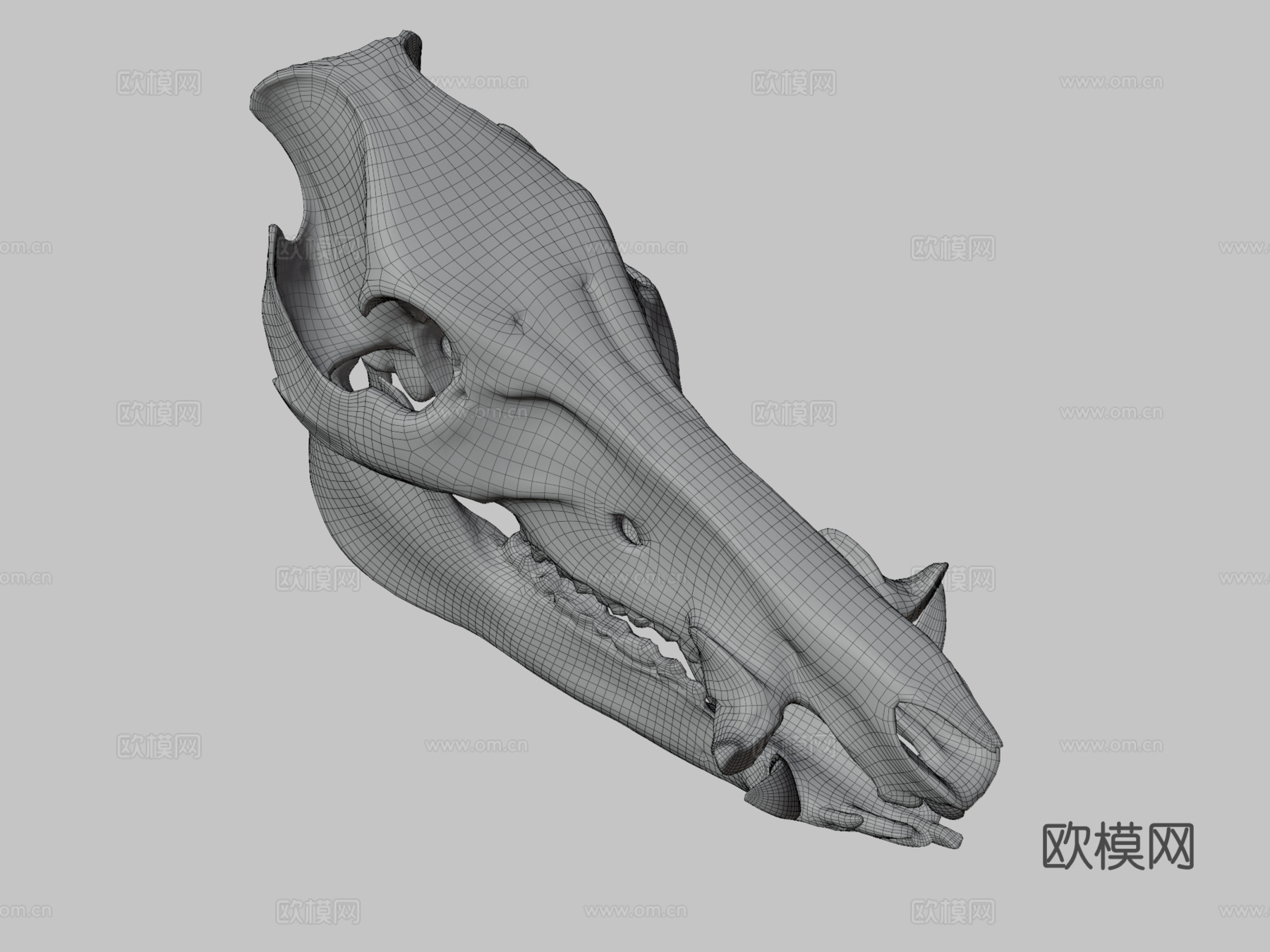 野猪头骨3d模型下载（渲染图3）