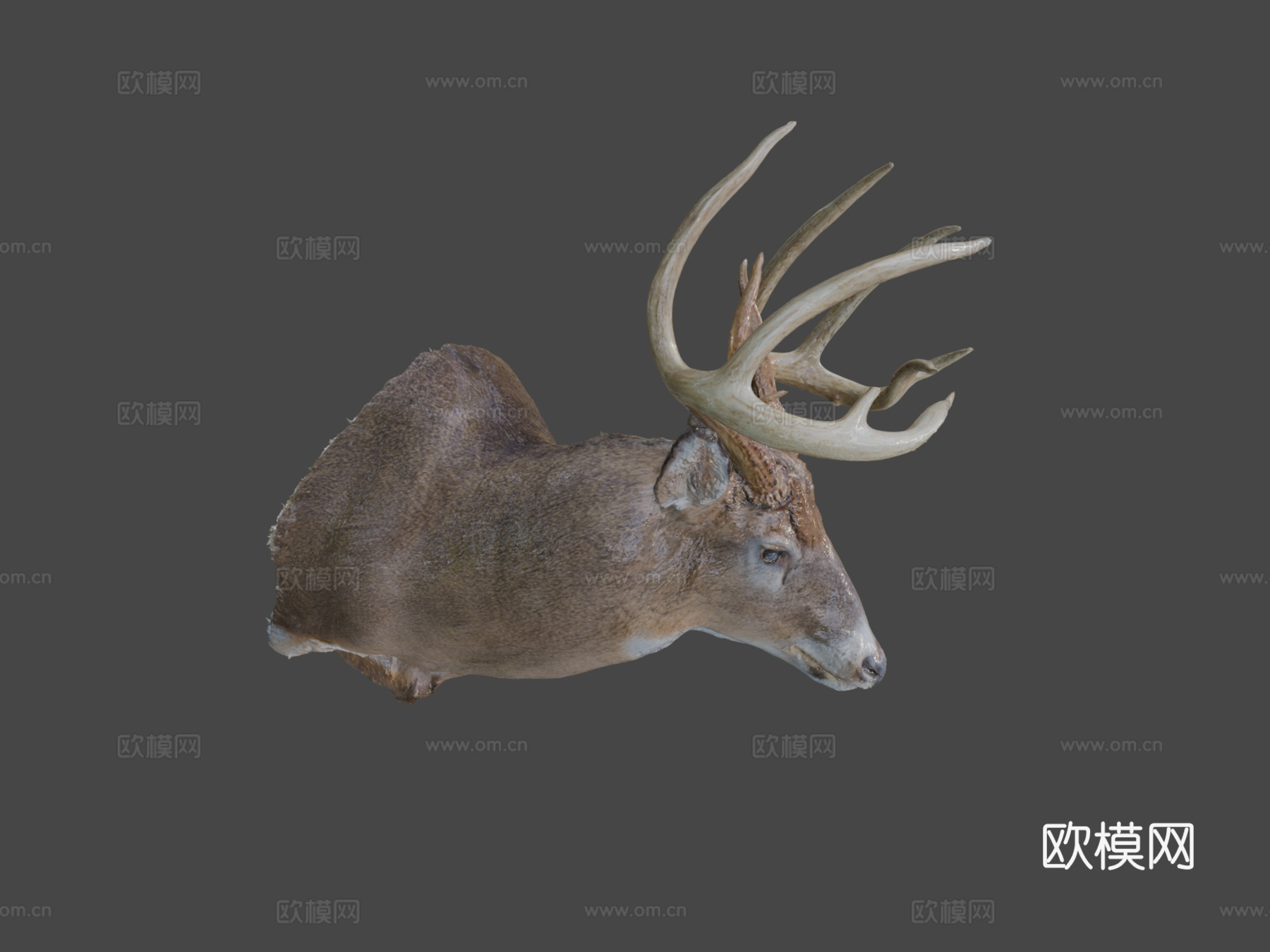 Leonard Dunalp制作的鹿标本3d模型3d模型下载（渲染图8）