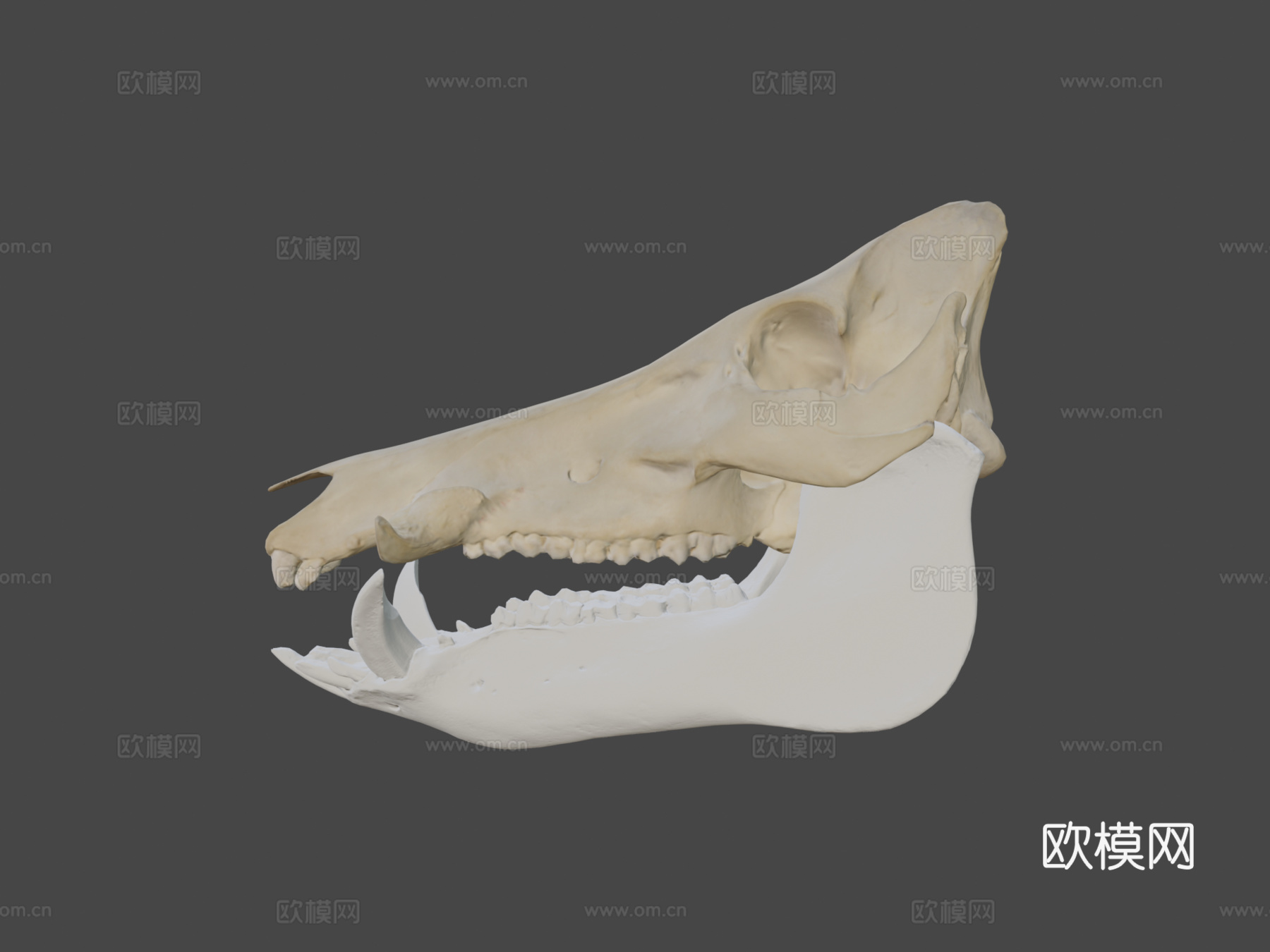 野猪头骨3d模型下载（渲染图8）